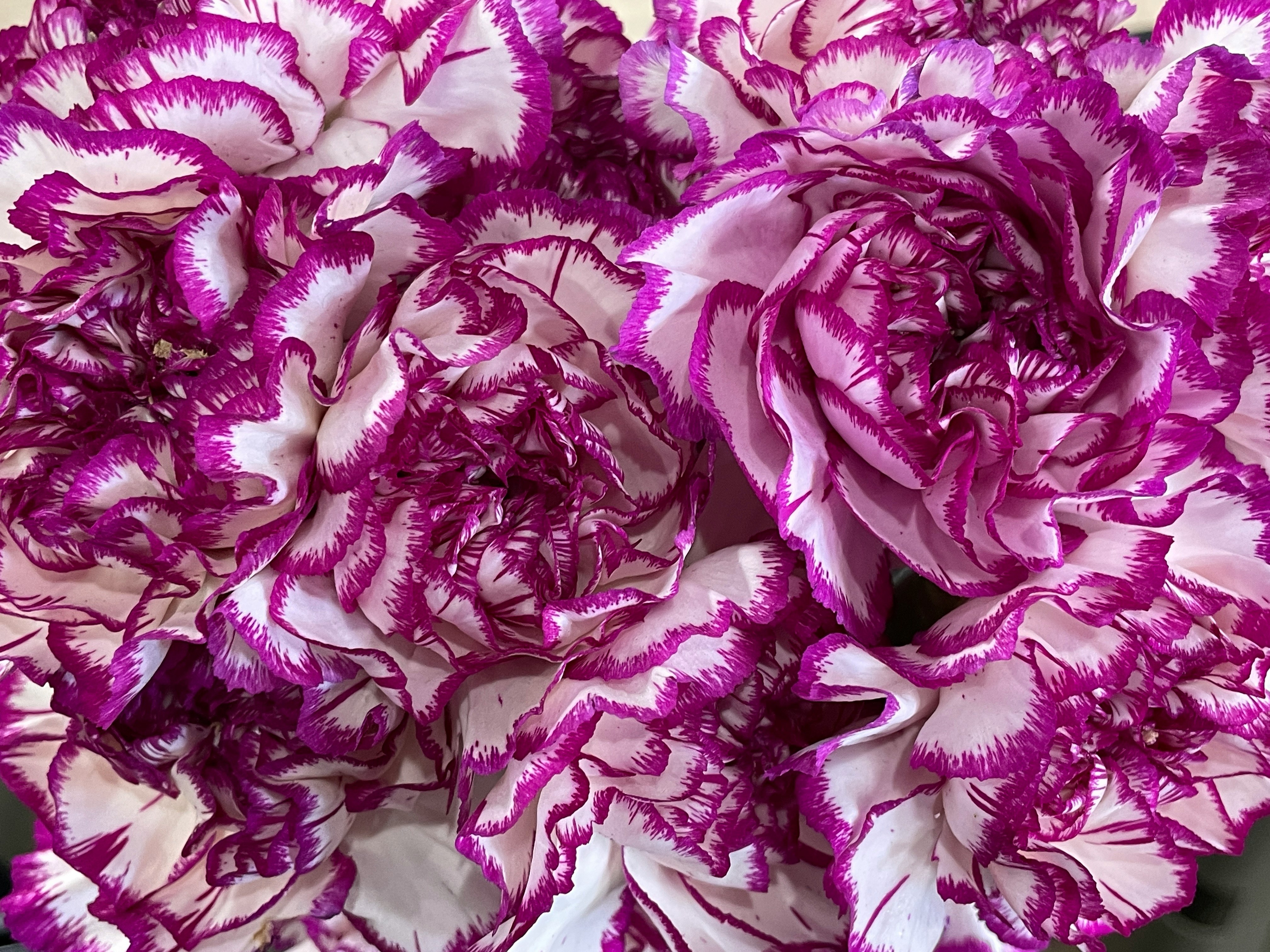 close-up of densely layered purple-and-white rose-like blossoms