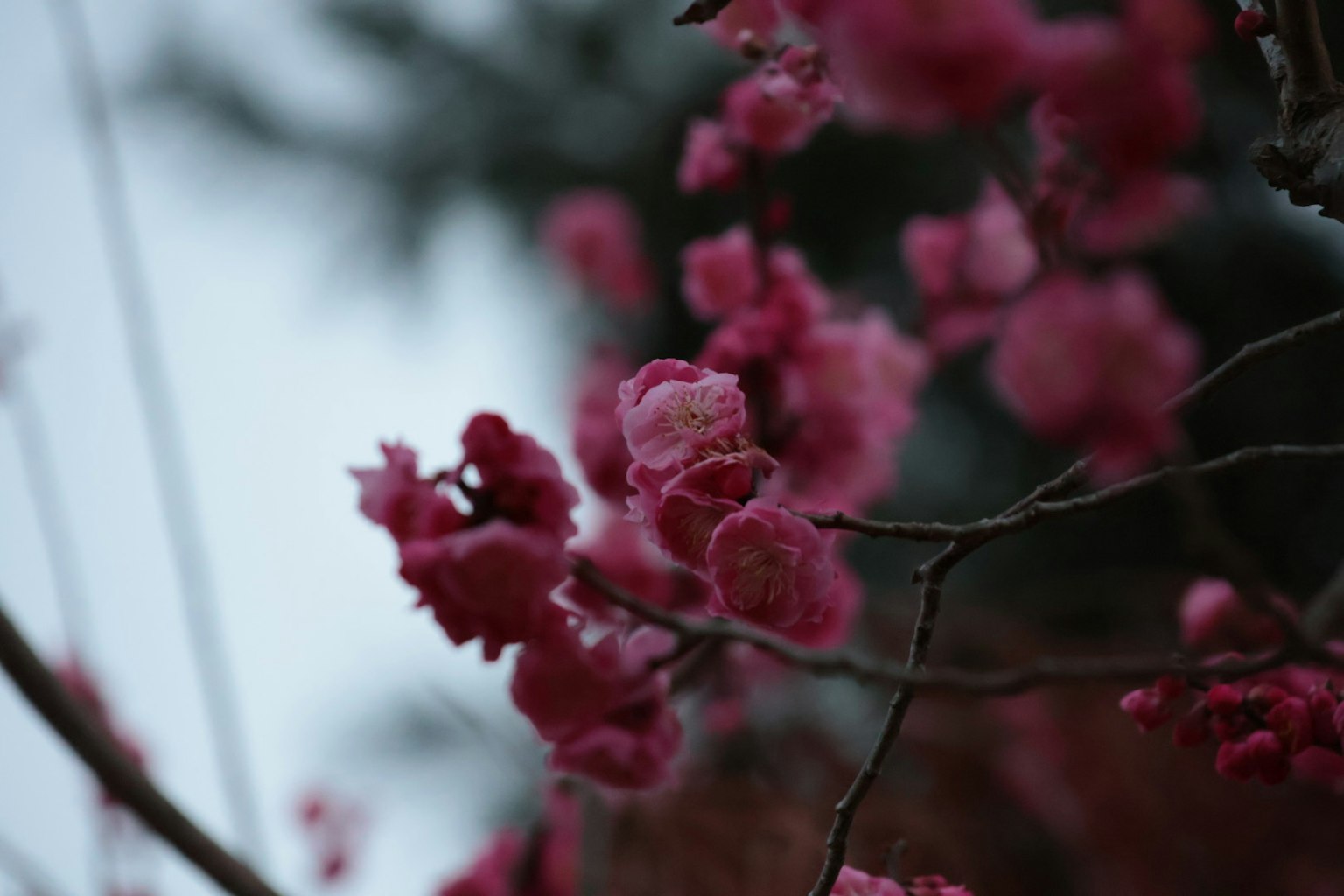 Nahaufnahme von Zweigen mit zarten rosa Blüten