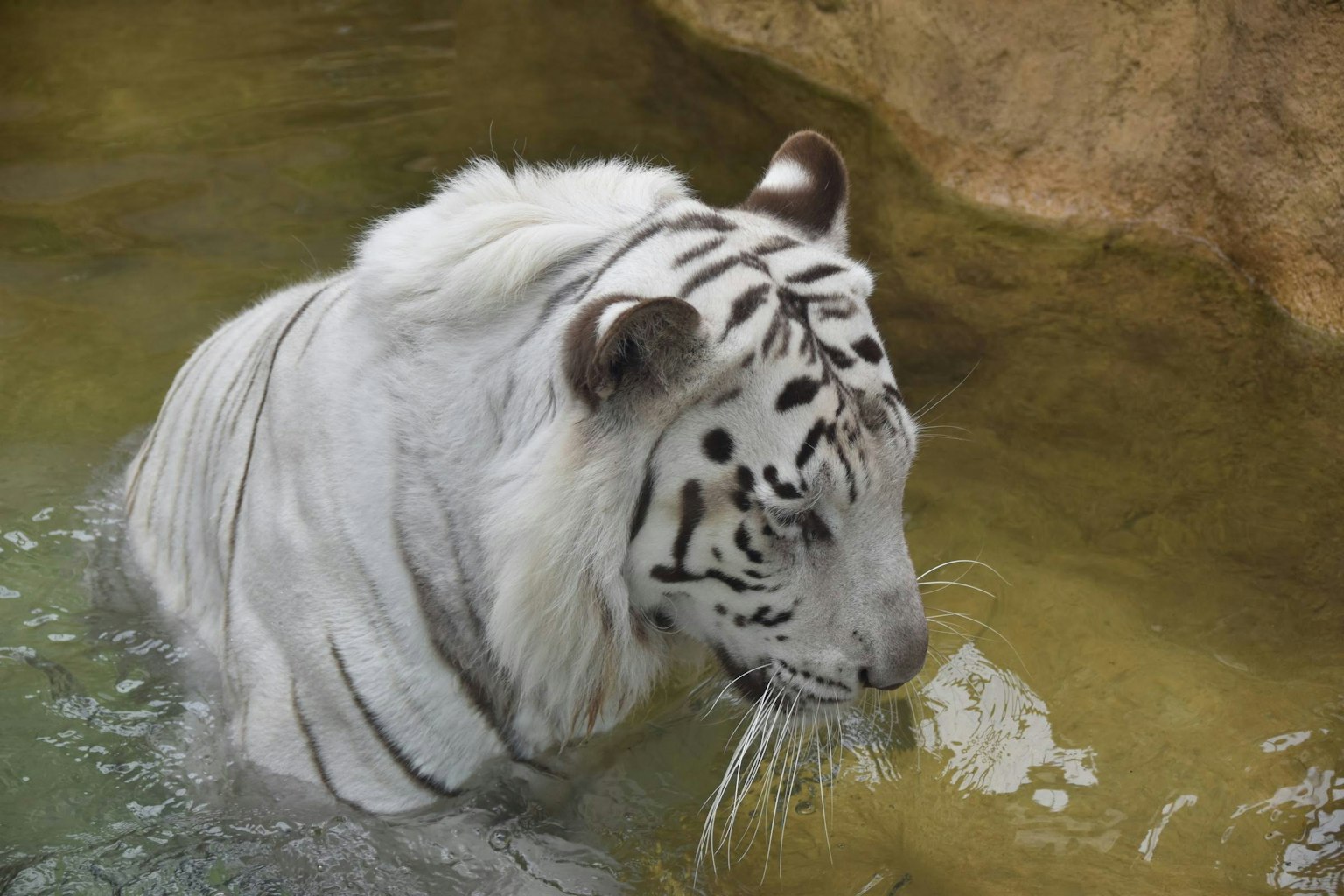 Un tigre blanco en el agua de lado