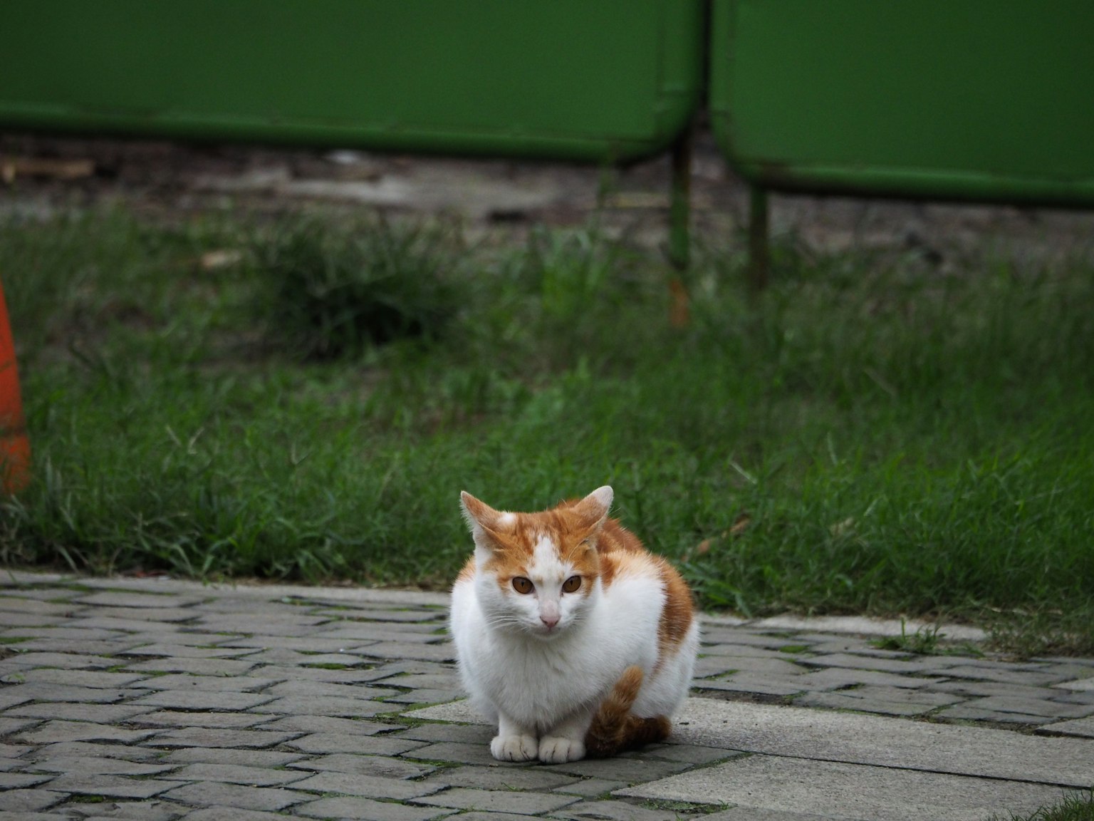Eine orange-weiße Katze sitzt auf Kopfsteinpflaster