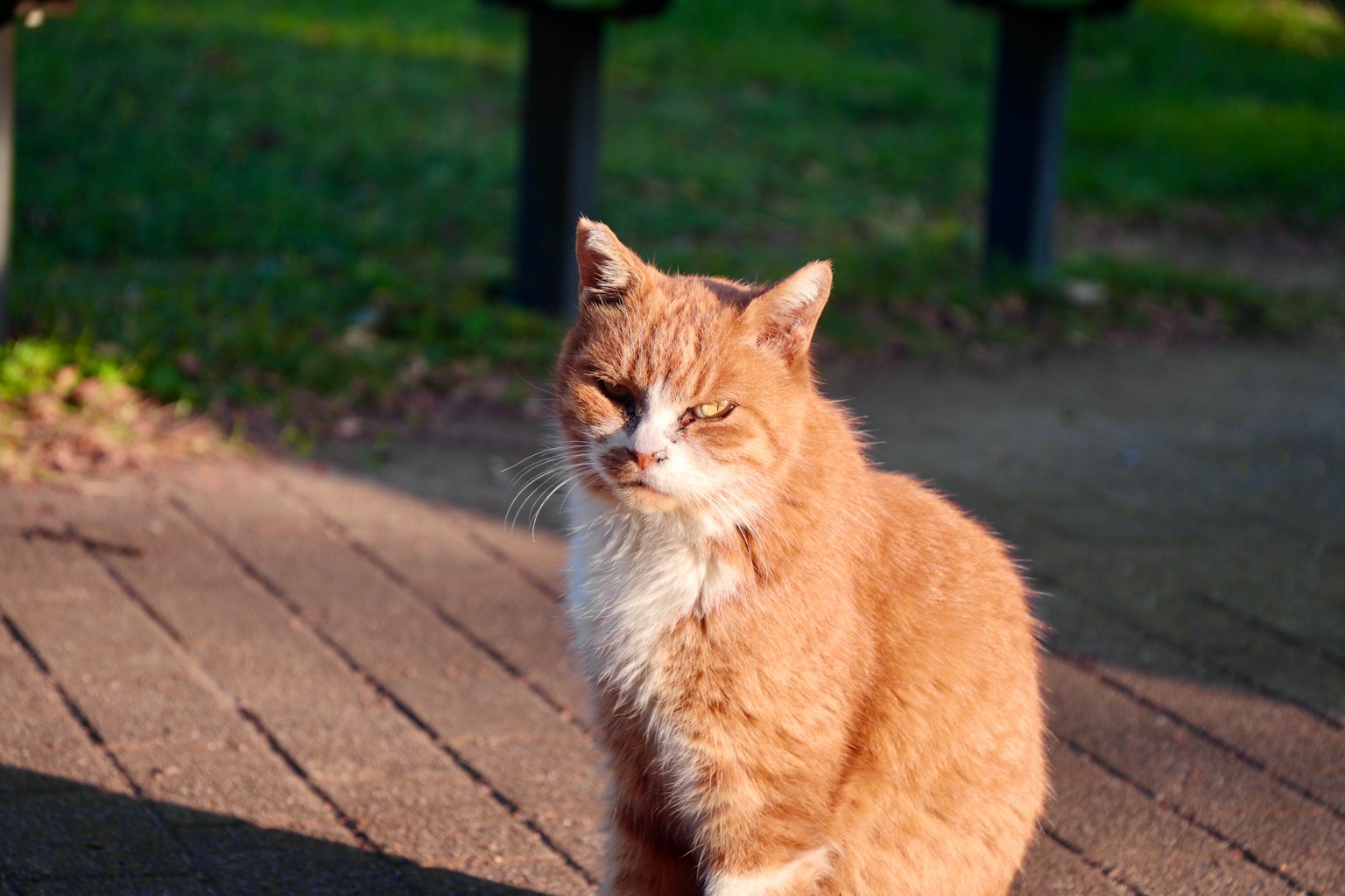 Foto kucing oranye yang duduk di taman