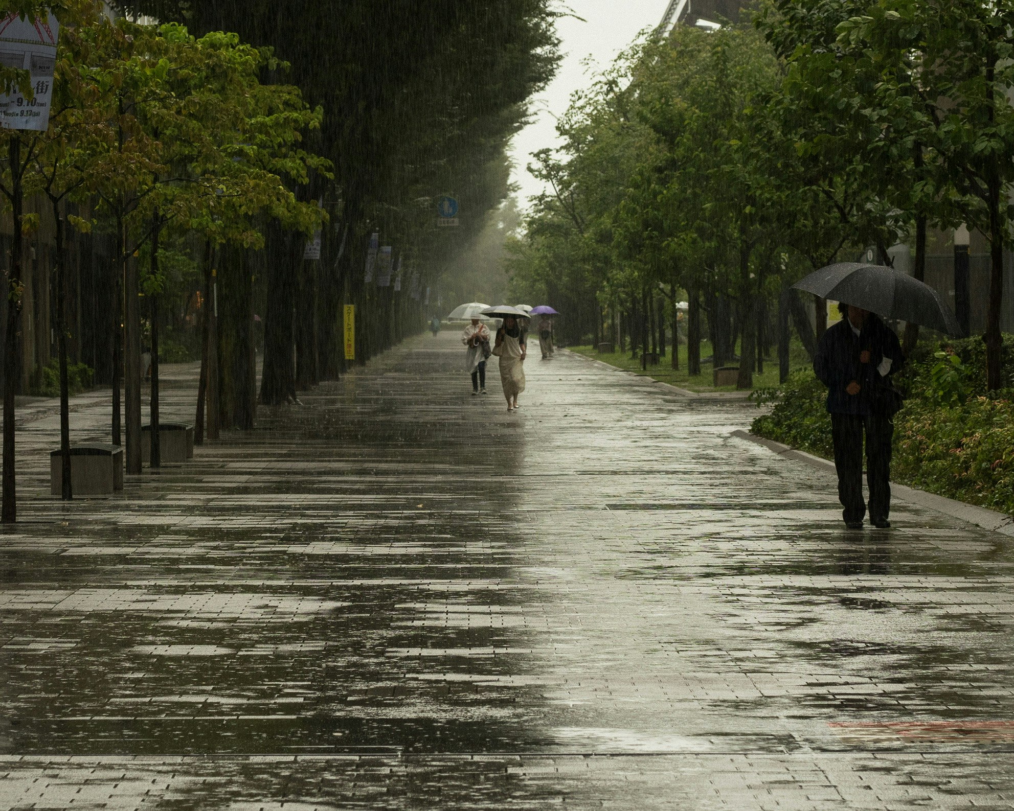 雨の並木道を傘をさして歩く人々のスナップ