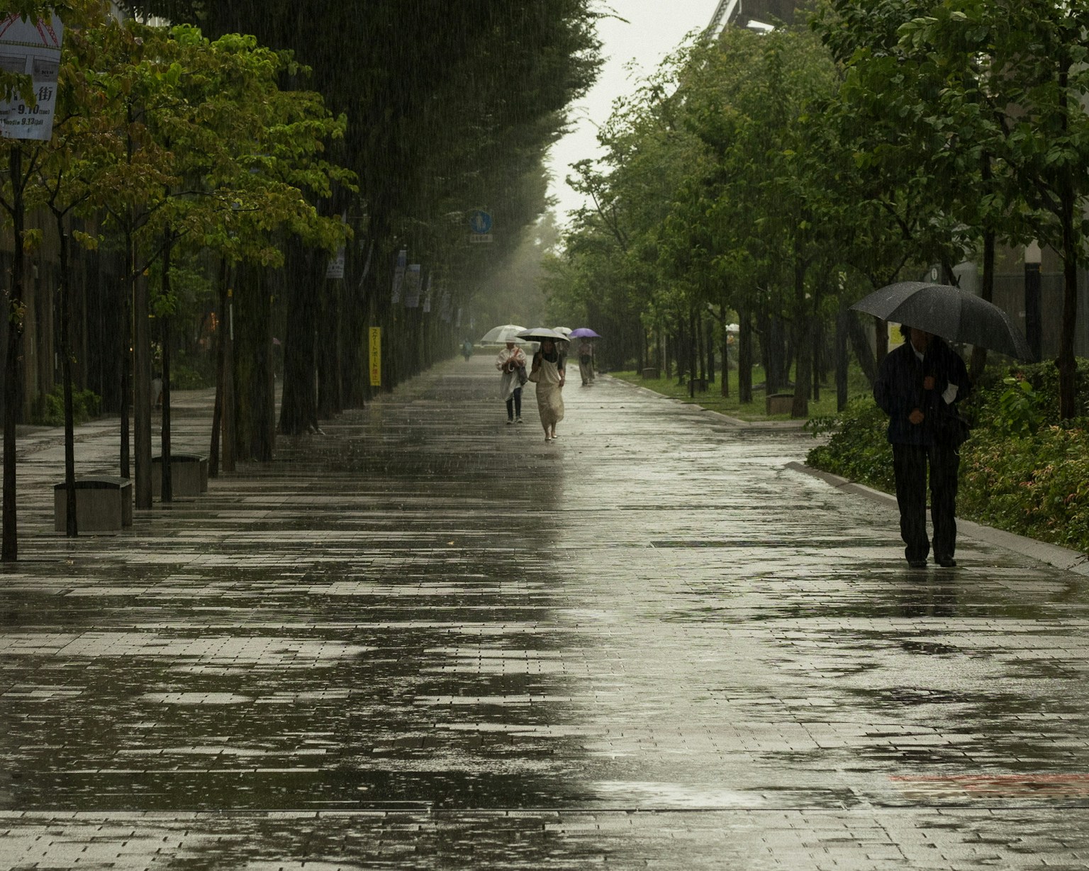 雨中鋪裝的人行道和樹木與撐傘的人