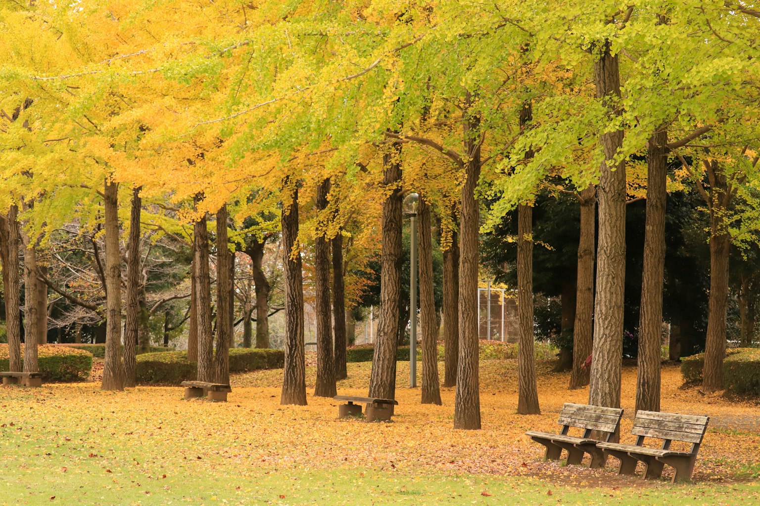 ทิวทัศน์สวนที่สวยงามด้วยใบไม้เปลี่ยนสีม้านั่งและต้นไม้