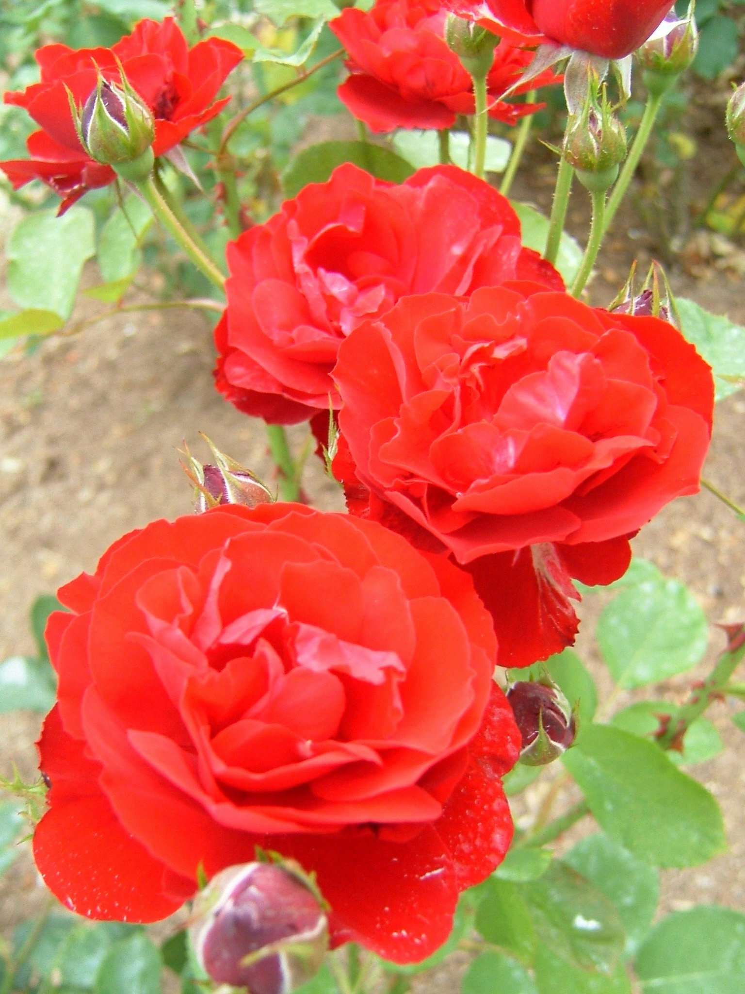 Rosas rojas vibrantes en plena floración