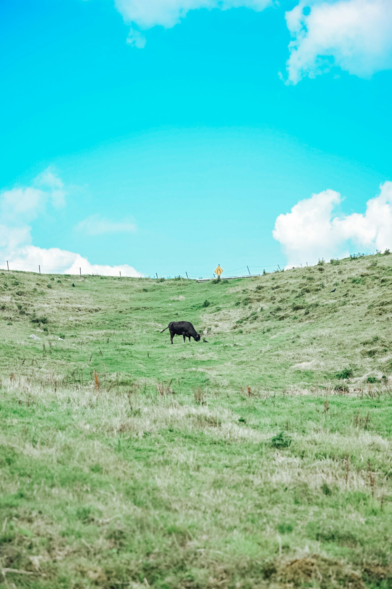 Une vache noire paissant sur des collines vertes sous un ciel bleu