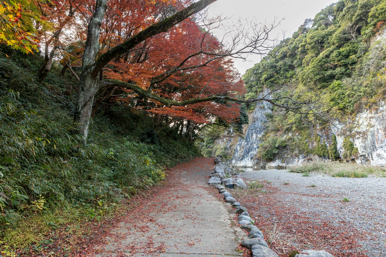 Sentier pittoresque bordé de feuillage d'automne et de falaises rocheuses