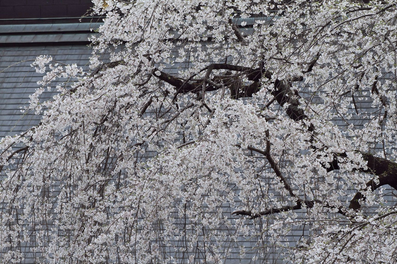 Close-up cabang bunga sakura yang sedang mekar