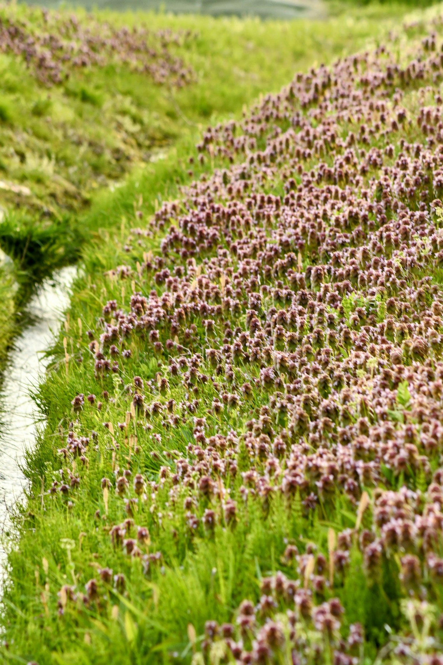 Champs verts luxuriants avec des groupes de petites fleurs violettes et un chemin blanc sinueux