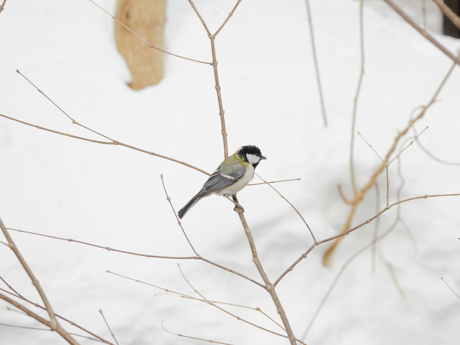 Ein kleiner Vogel sitzt auf einem dünnen Ast im Schnee
