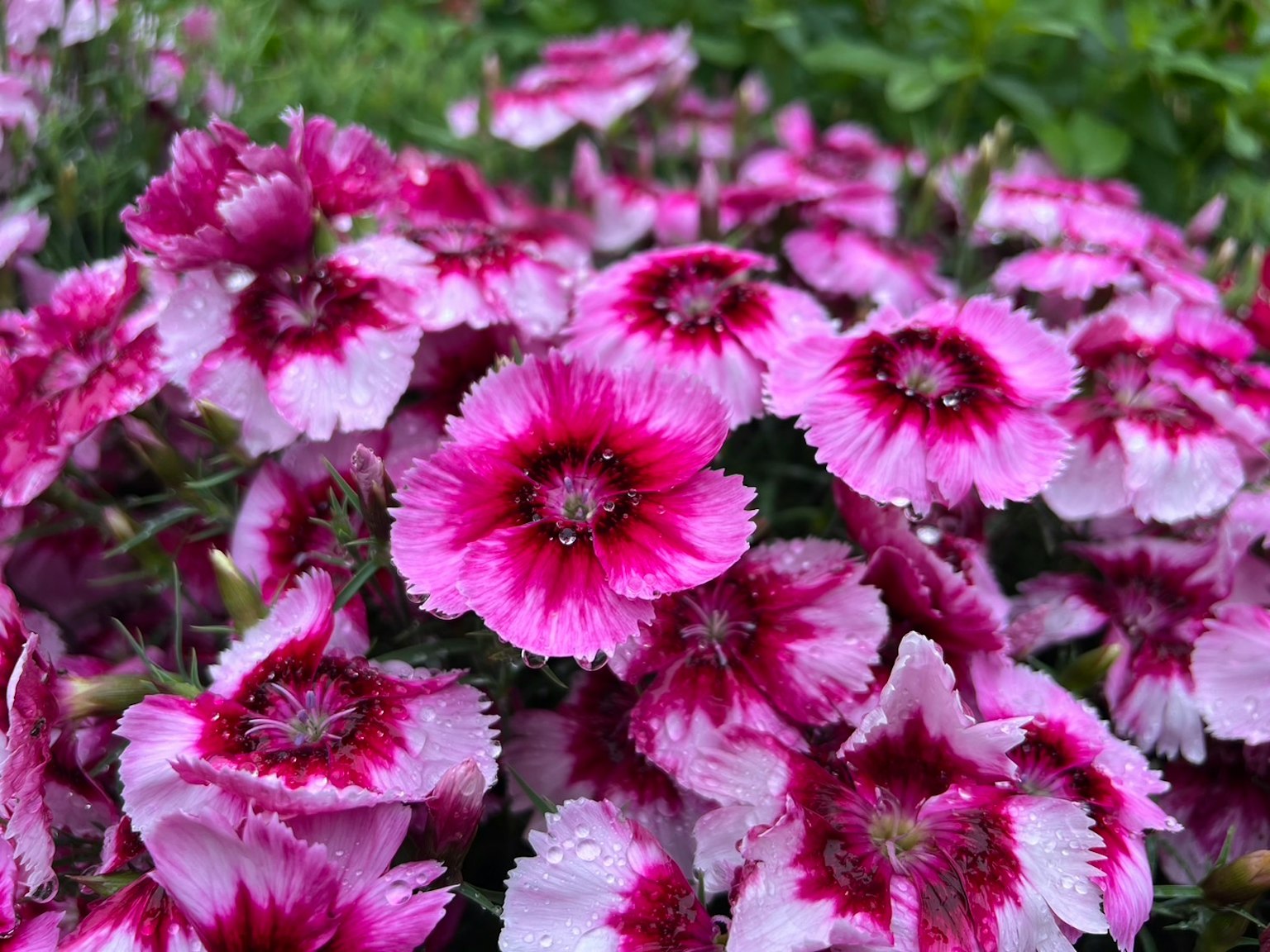 ภาพระยะใกล้ของดอกไม้ Dianthus สีชมพูและสีขาวที่สดใส