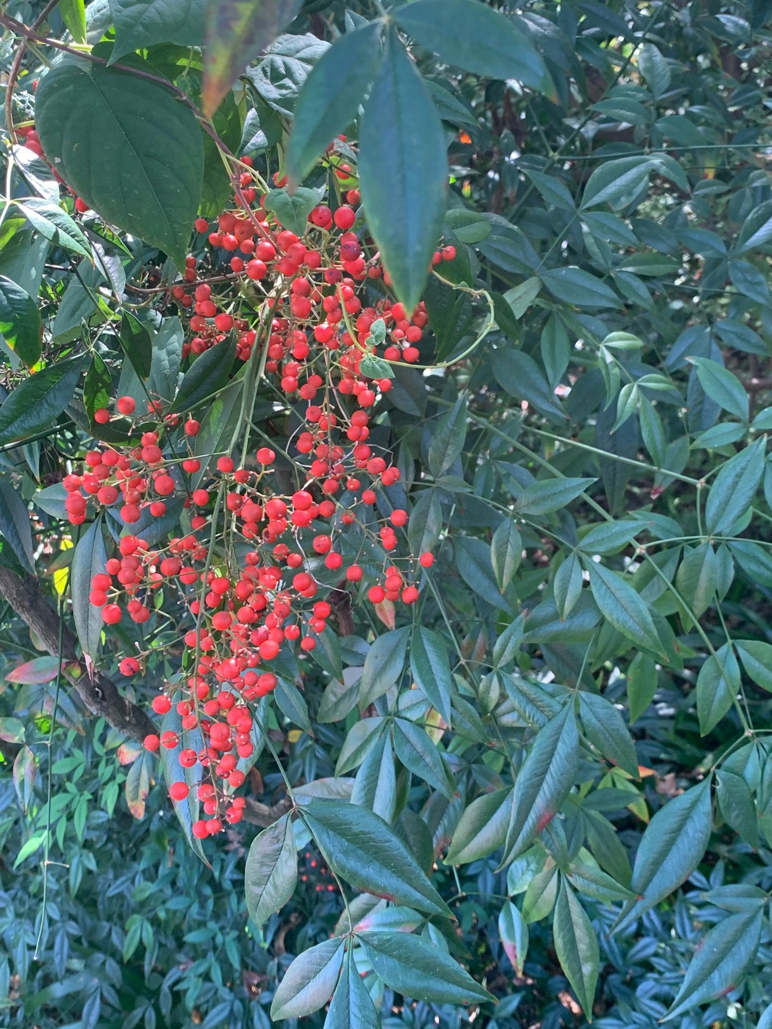 一簇鲜红色的浆果挂在绿色植物的叶子上