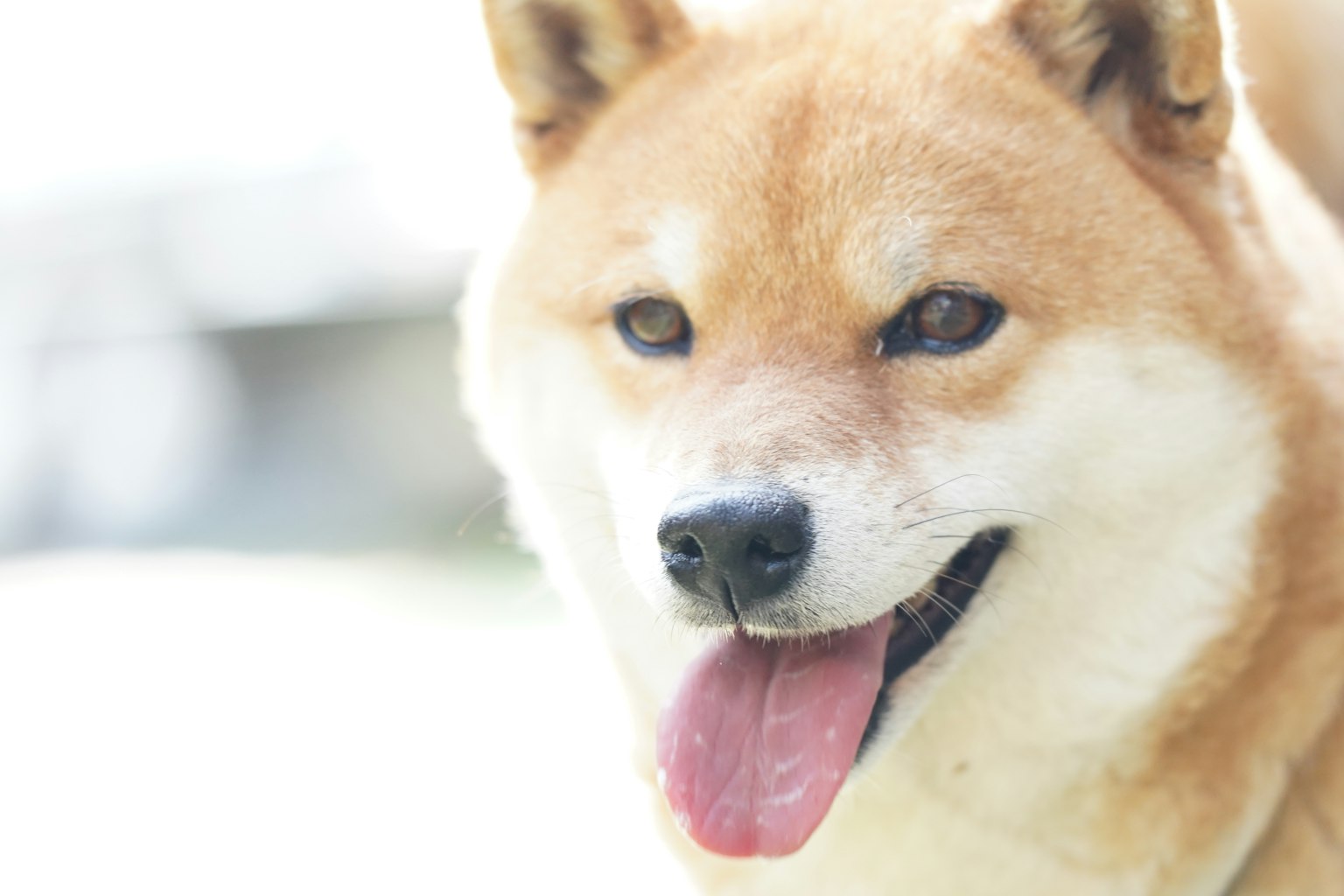 Primer plano de un perro Shiba Inu sonriendo en un fondo brillante