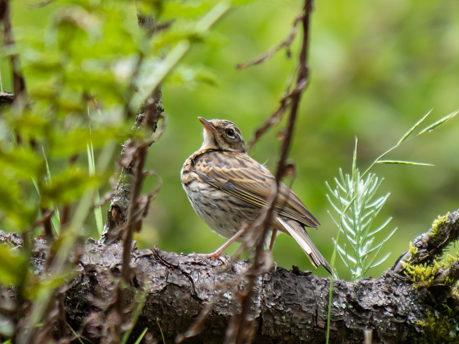 A small bird perched on a branch with a green background