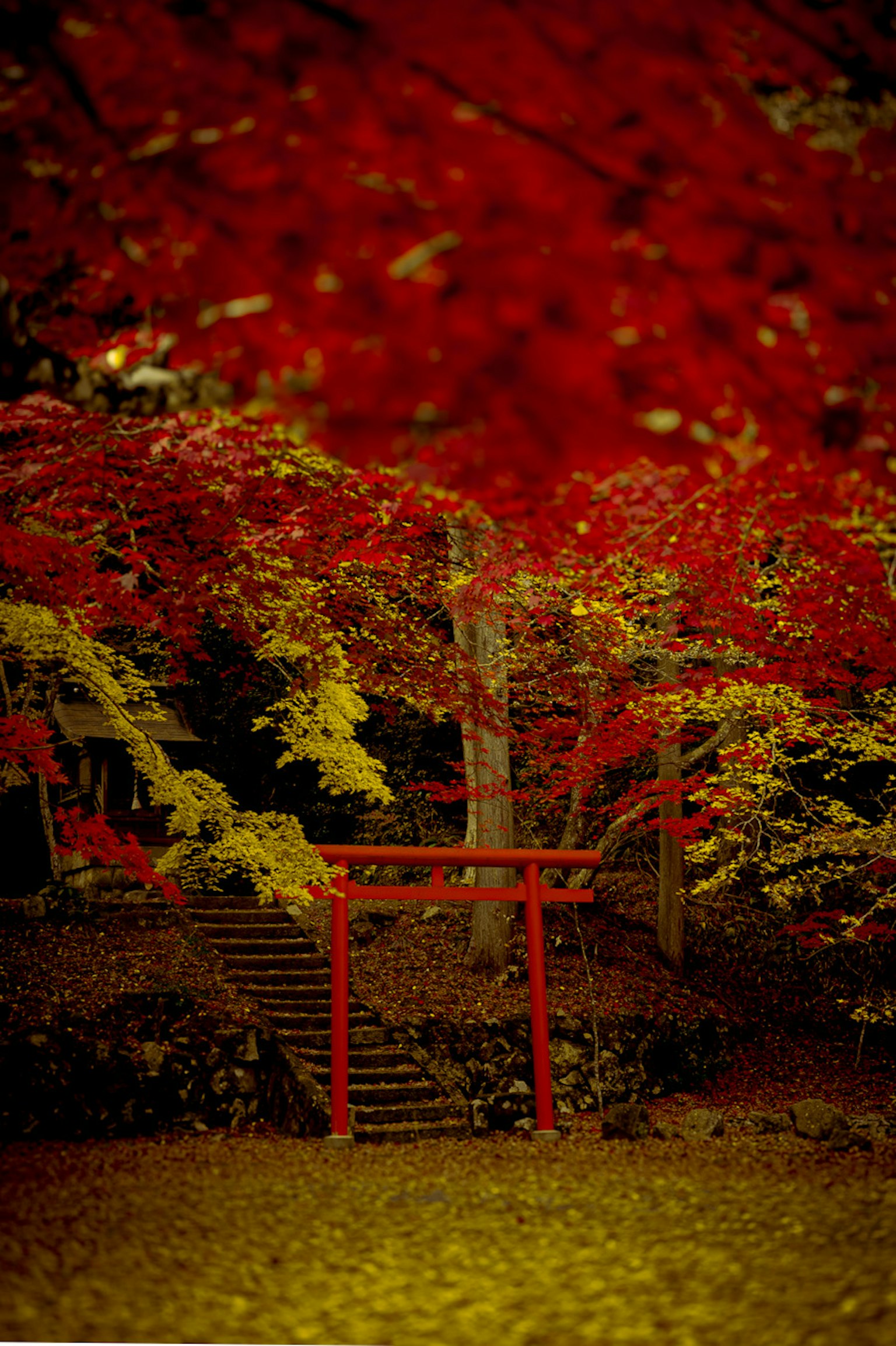 Paisaje con follaje de otoño vibrante y una puerta torii roja
