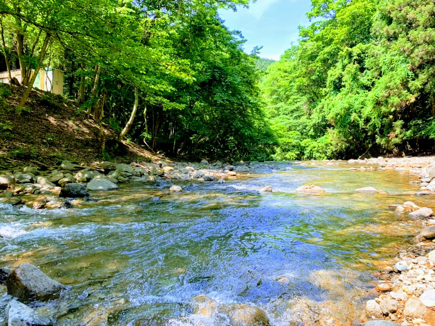 緑の森に囲まれた小川のせせらぎ