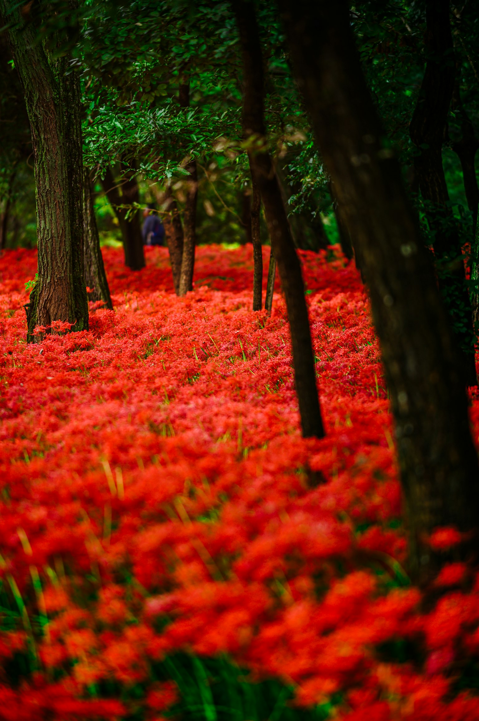Pemandangan hutan yang dipenuhi bunga merah yang cerah