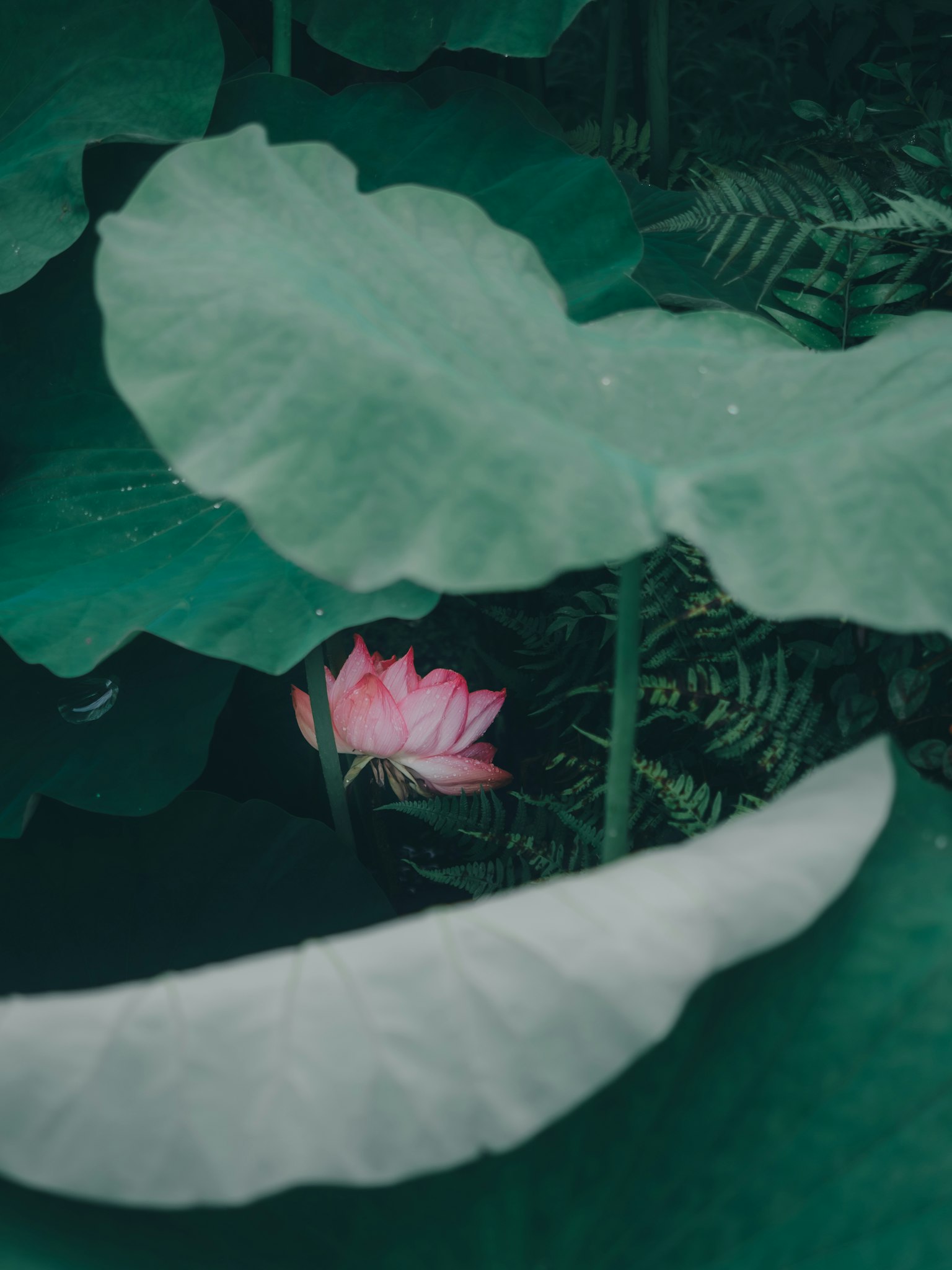 Flor de loto rosa asomando entre grandes hojas verdes