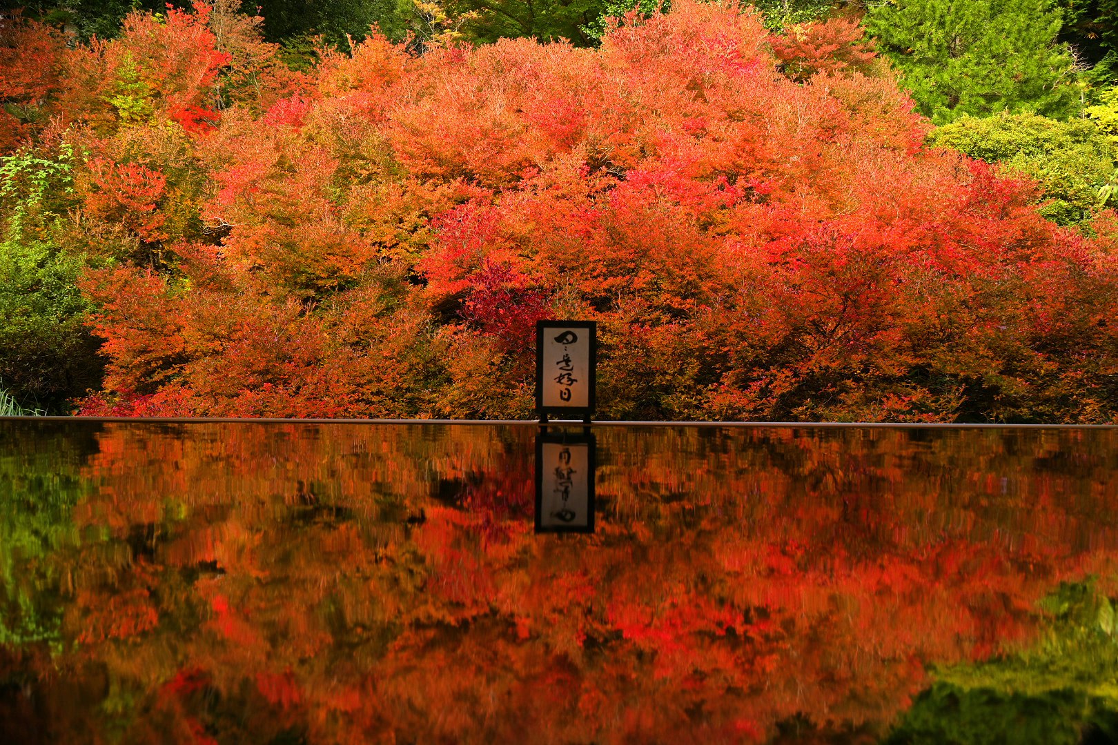 紅葉が映り込む池のほとりの案内板と木々