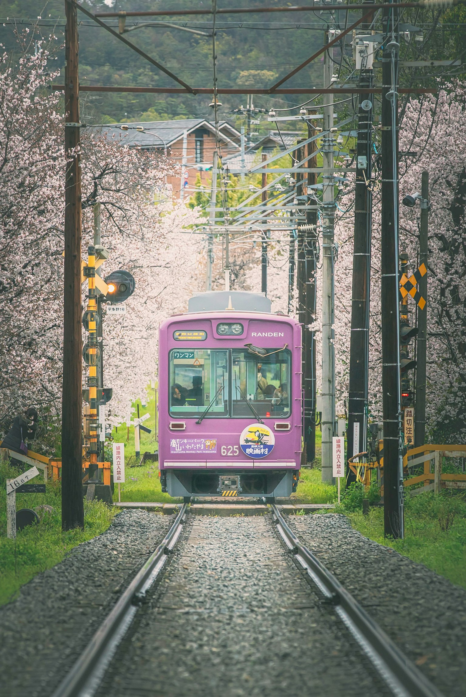 被櫻花樹環繞的紫色火車在鐵路上行駛