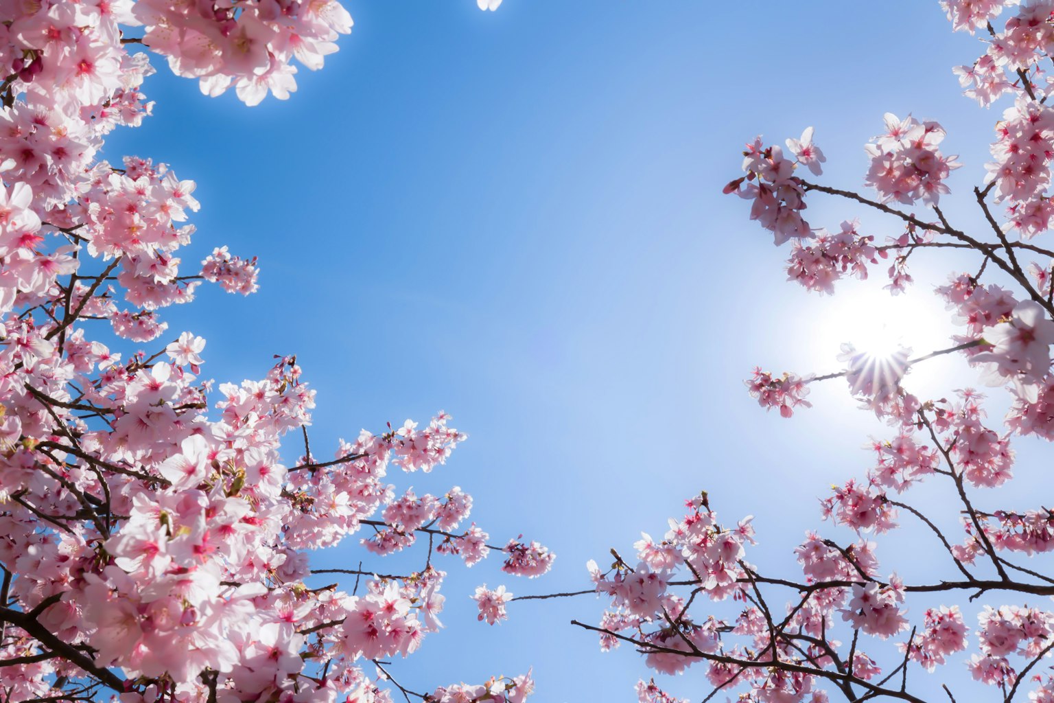 Una vista de cerezos en flor contra un cielo azul brillante