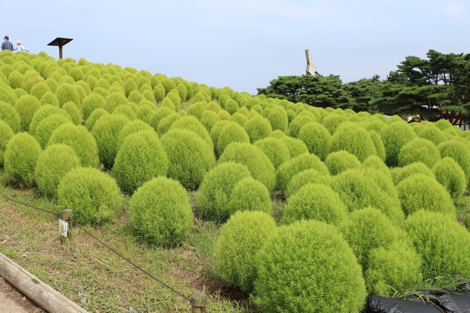 Paysage avec des buissons ronds verts vifs