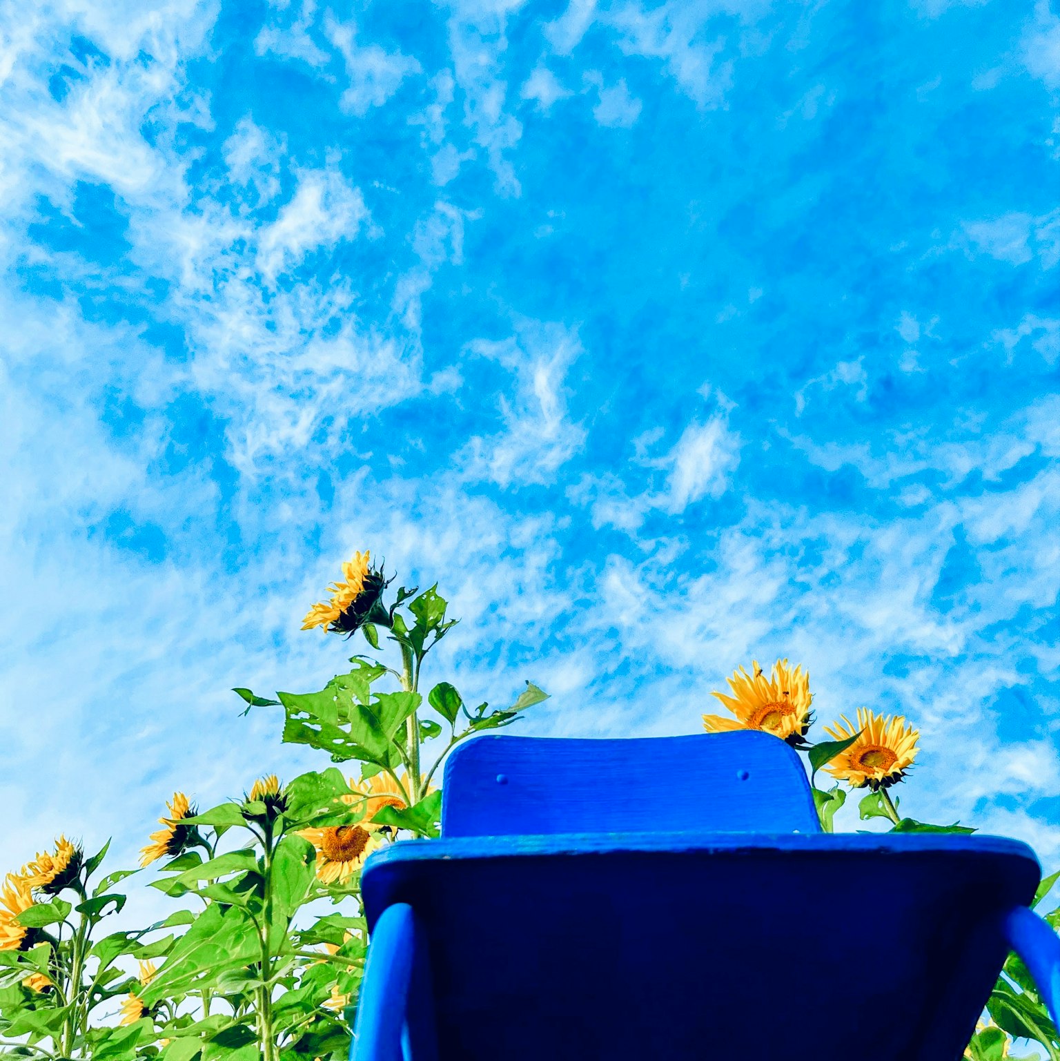 A blue chair surrounded by sunflowers under a bright blue sky