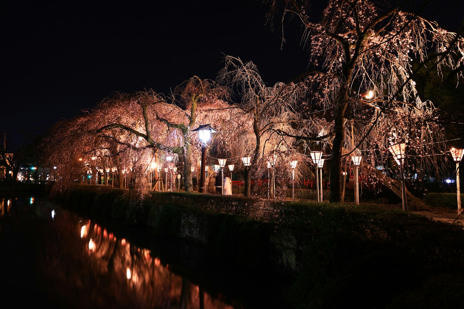 夜晚河邊照亮的櫻花樹風景