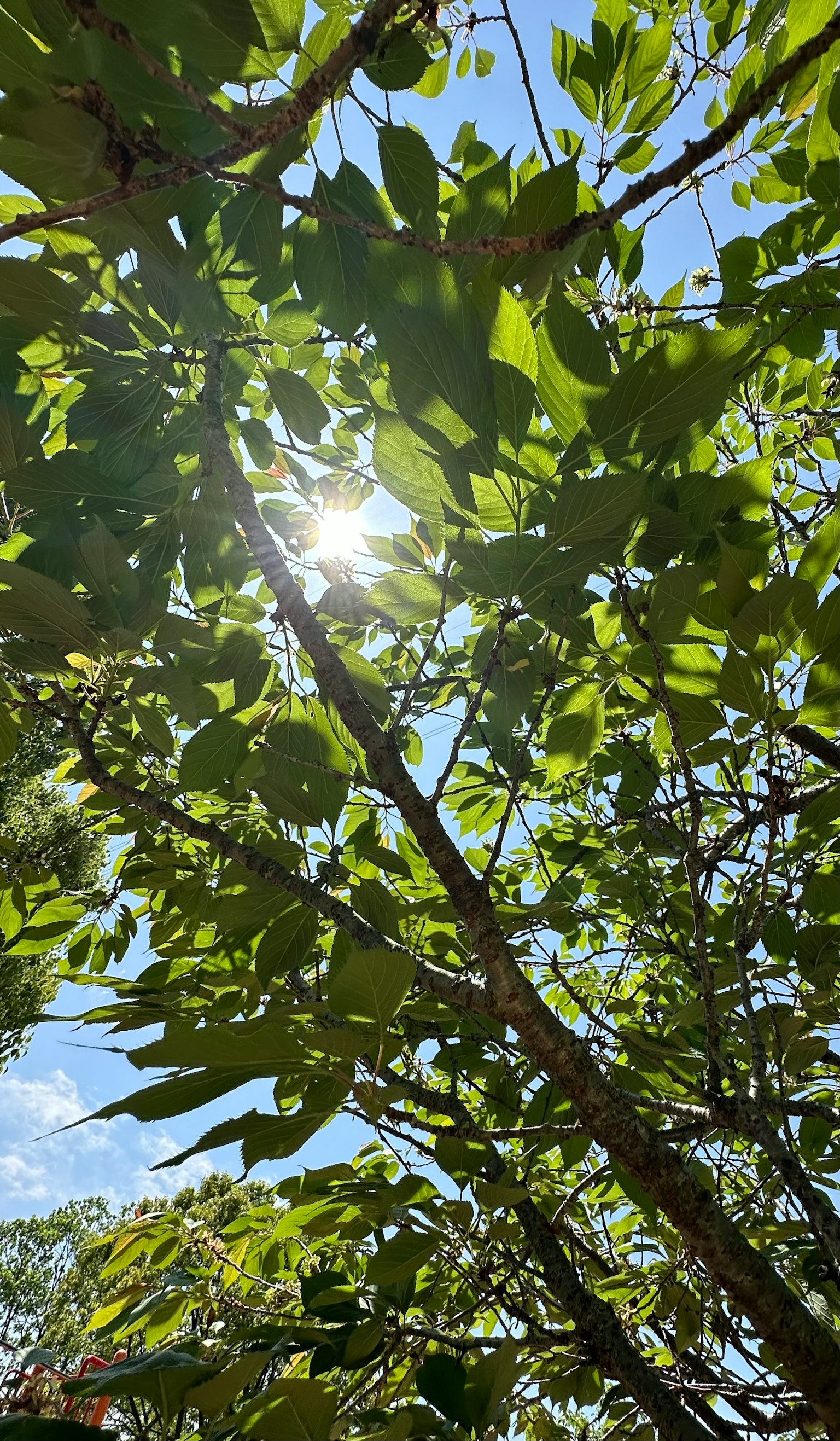 Photo of tree branches with green leaves against a blue sky