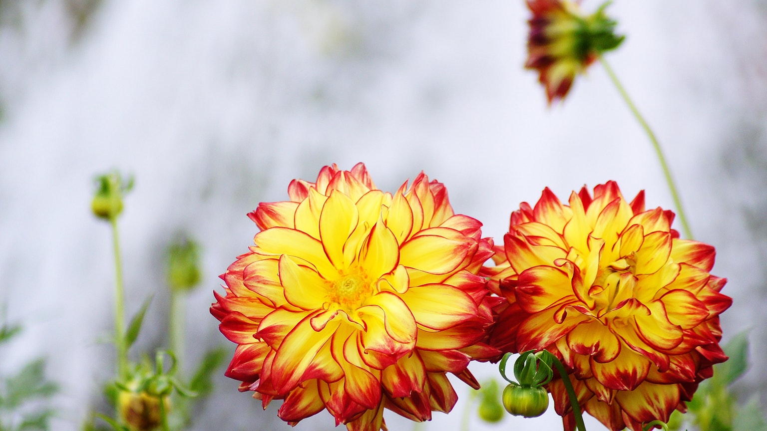 Fiori rossi e gialli vibranti in un ambiente naturale