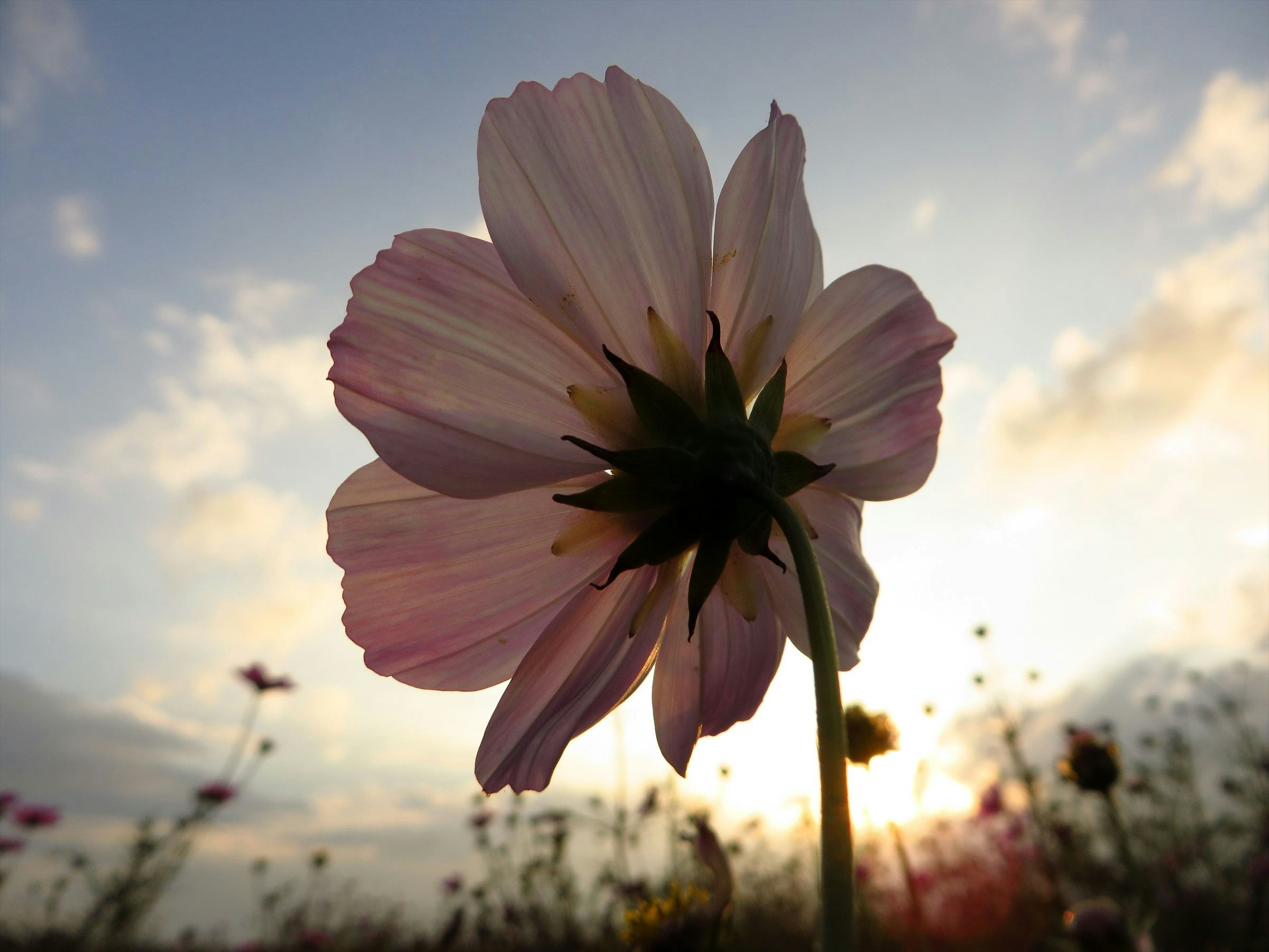 夕暮れの草原で咲くピンクのコスモスの花