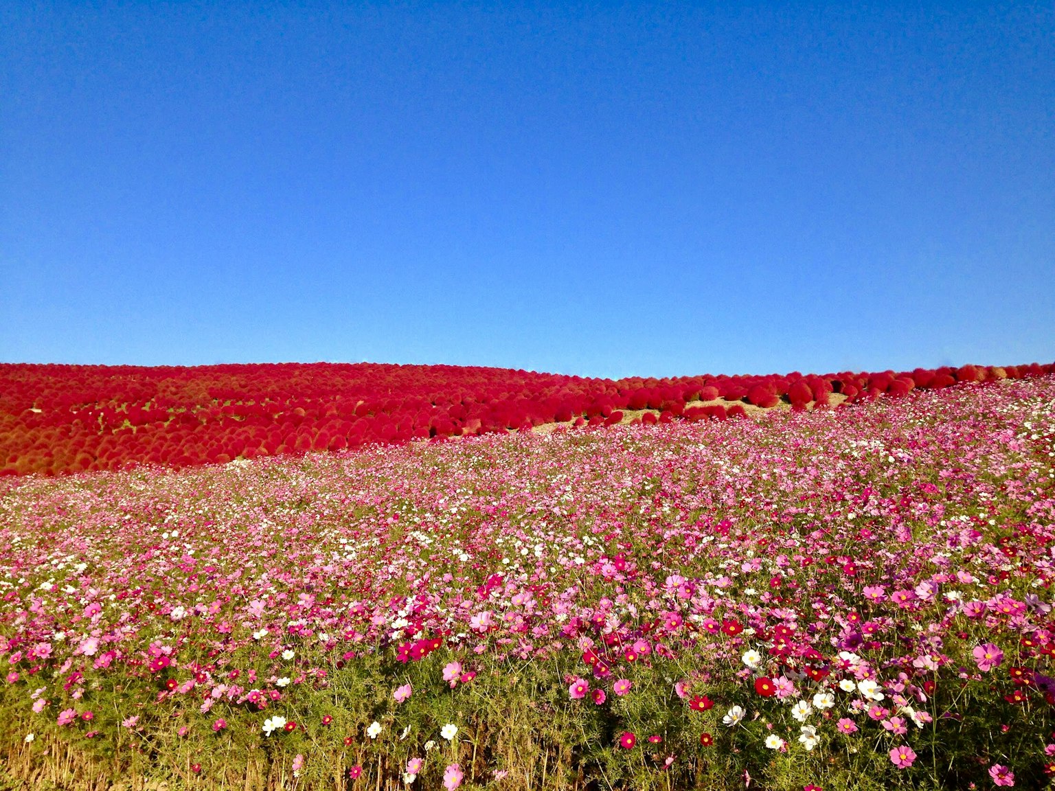 Un campo di fiori colorato sotto un cielo blu con fiori rossi e rosa vibranti