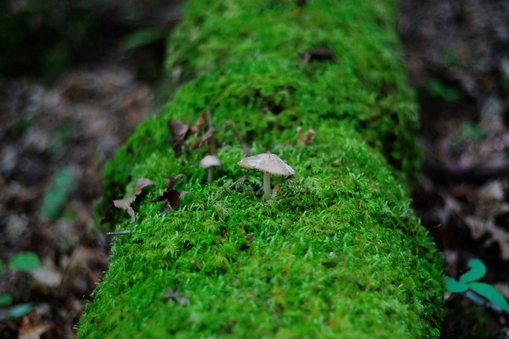 terreno ricoperto di muschio con piccoli funghi a ombrellino