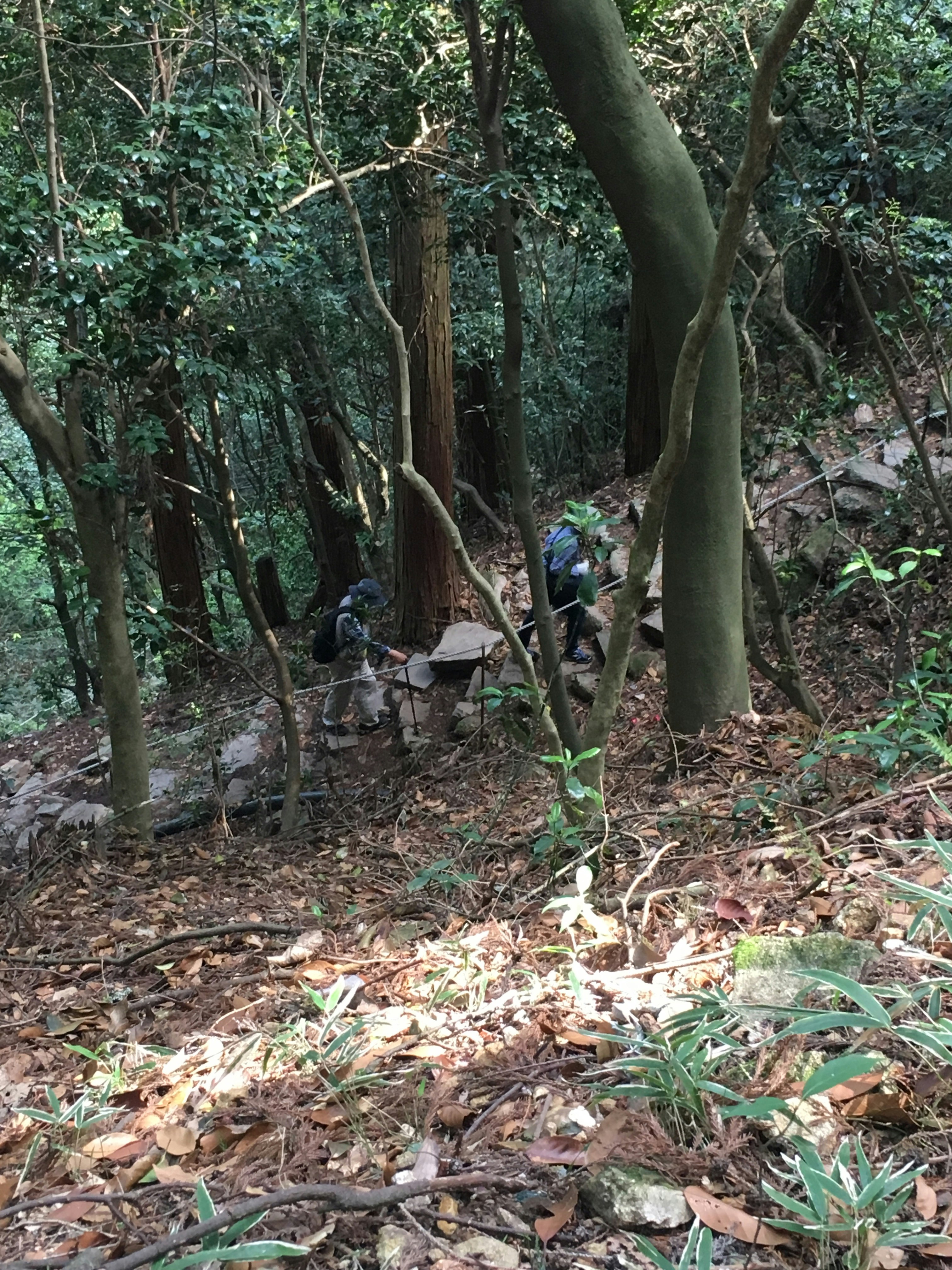 vue de dos de randonneurs marchant sur un terrain rocheux en forêt