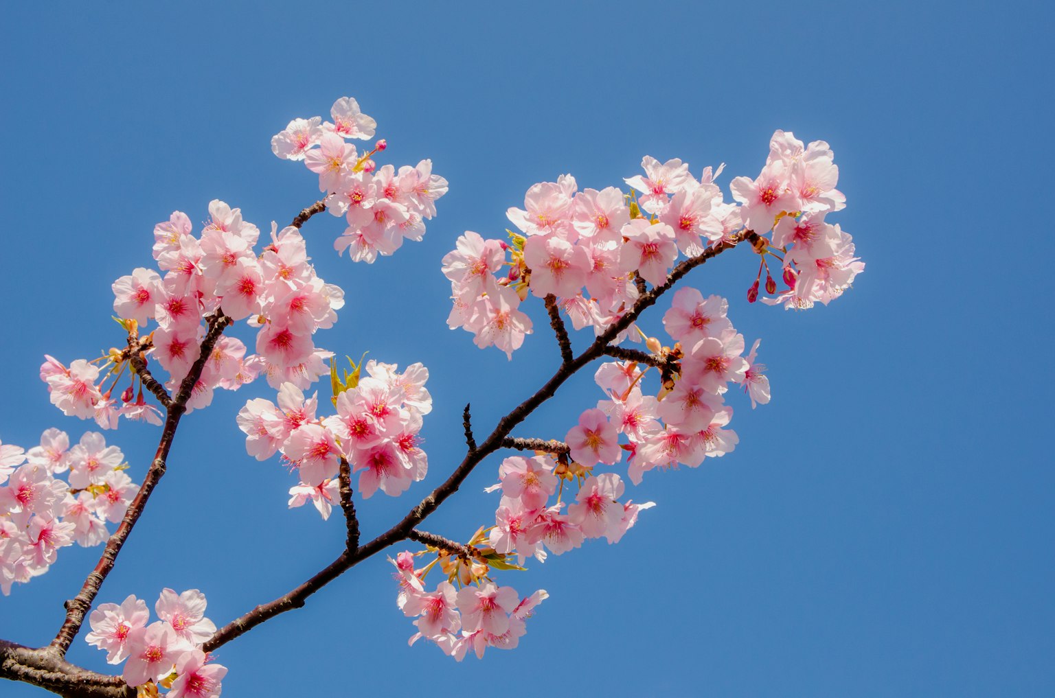 Ramo di fiori di ciliegio contro un cielo blu