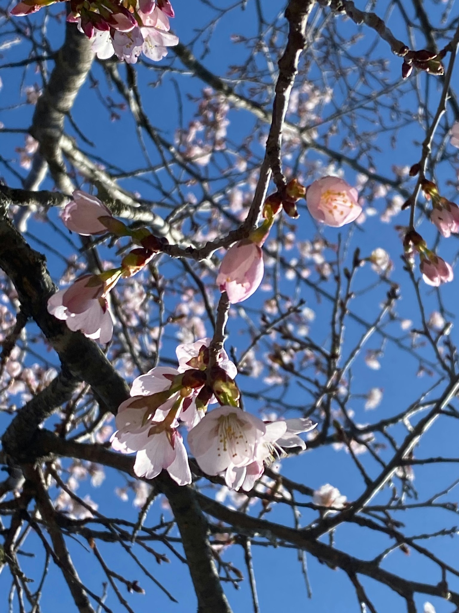 Gros plan sur des fleurs de cerisier et des branches sous un ciel bleu