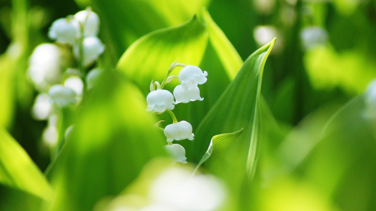 Delicate fiori bianchi di mughetto tra foglie verdi vibranti