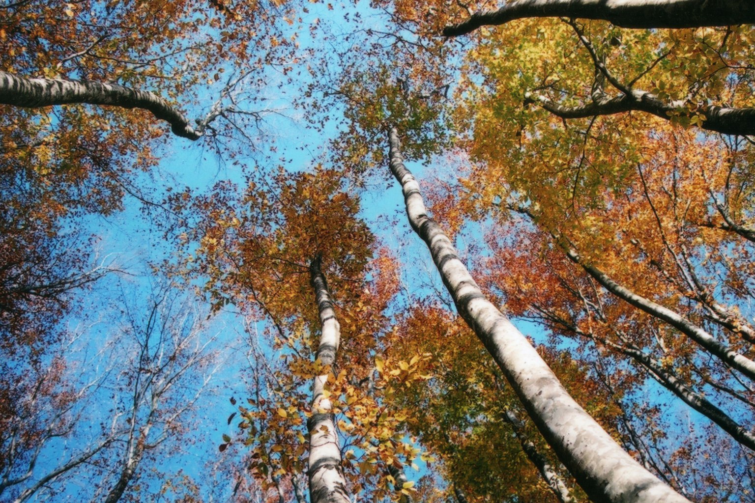 Mirando hacia arriba a las coloridas hojas de otoño en los árboles de abedul bajo un cielo azul