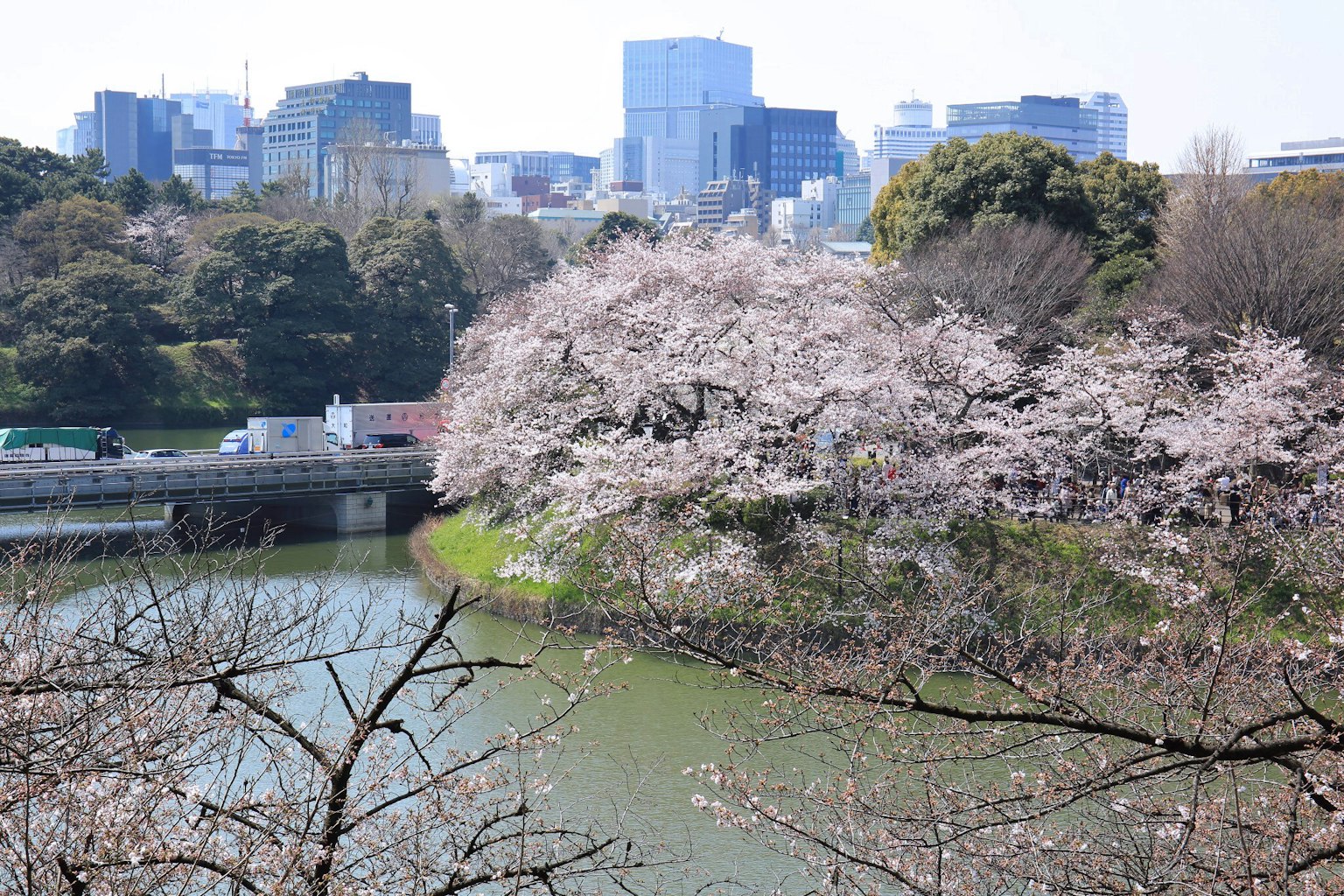 View of cherry blossom trees and a pond in Tokyo