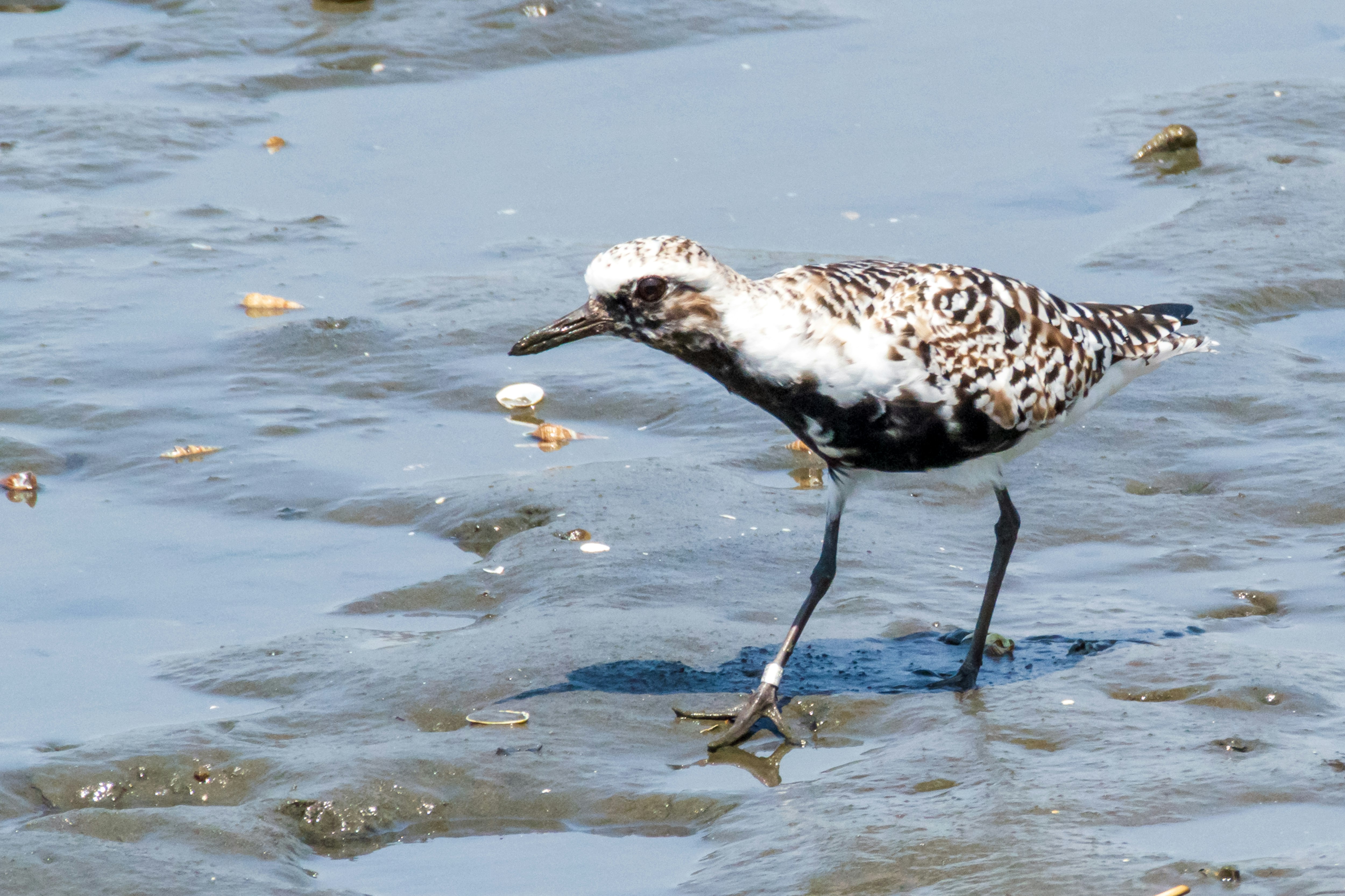 oiseau de rivage marchant sur le bord de l’eau
