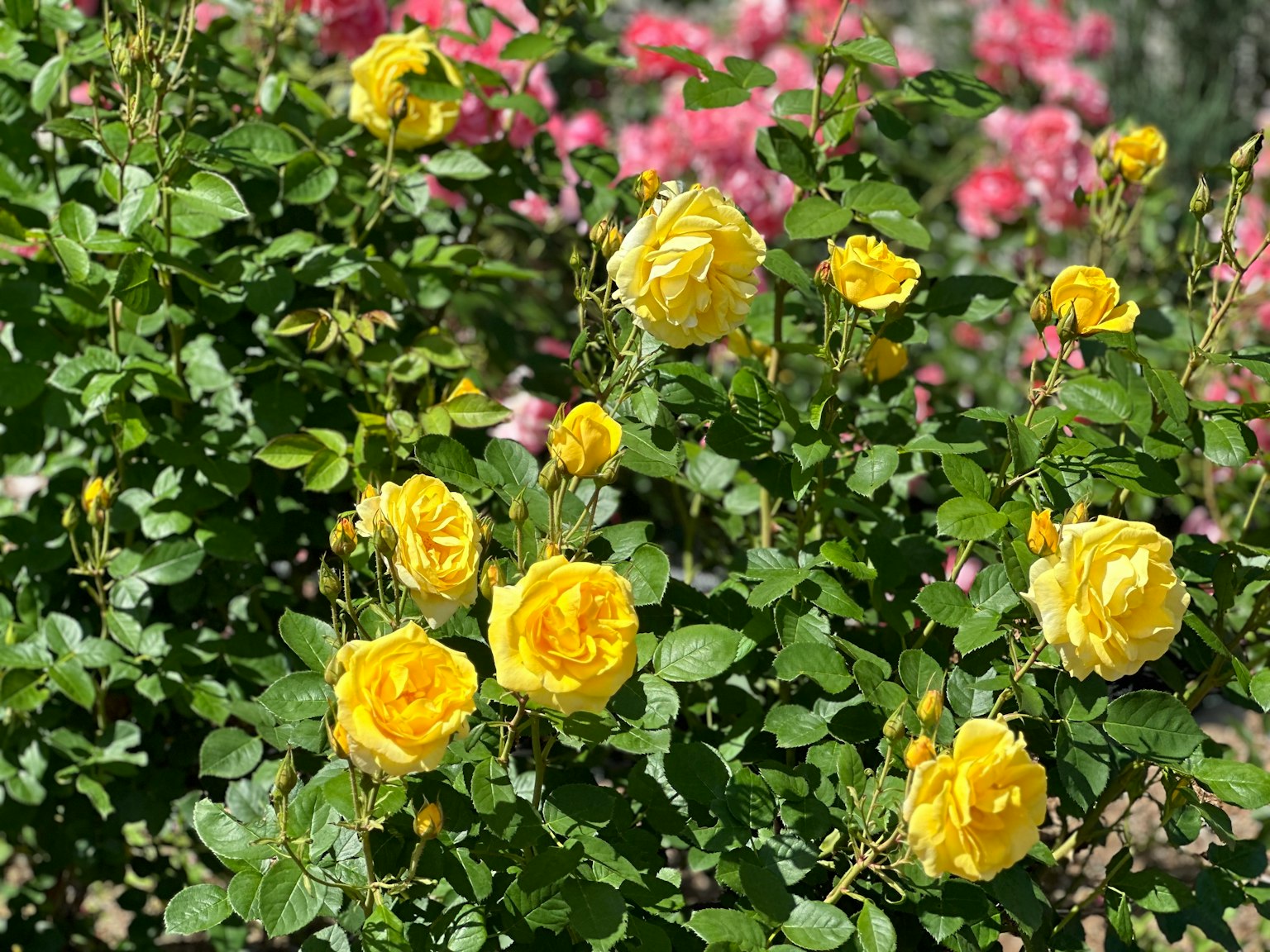 Rosas amarillas vibrantes floreciendo entre flores rosas en un jardín