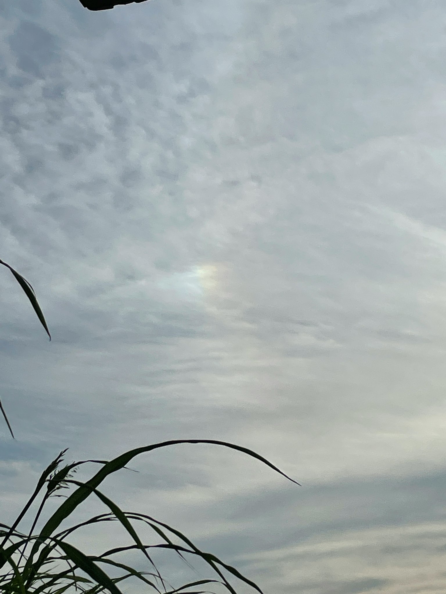 Cloudy sky with grass silhouette
