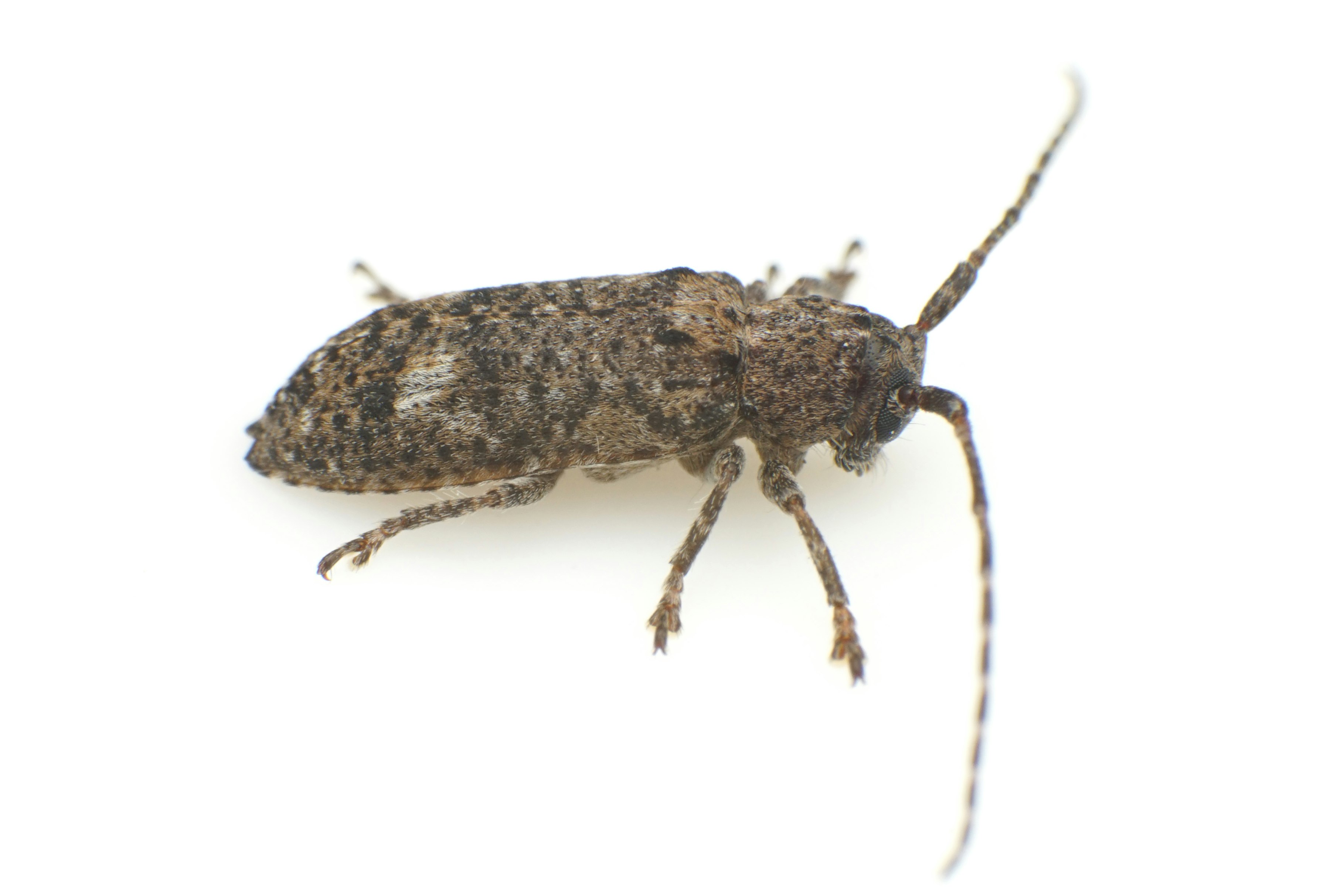 在上田拍攝的馬爾蒙鏽斑天牛（Pterolophia angusta）特寫圖