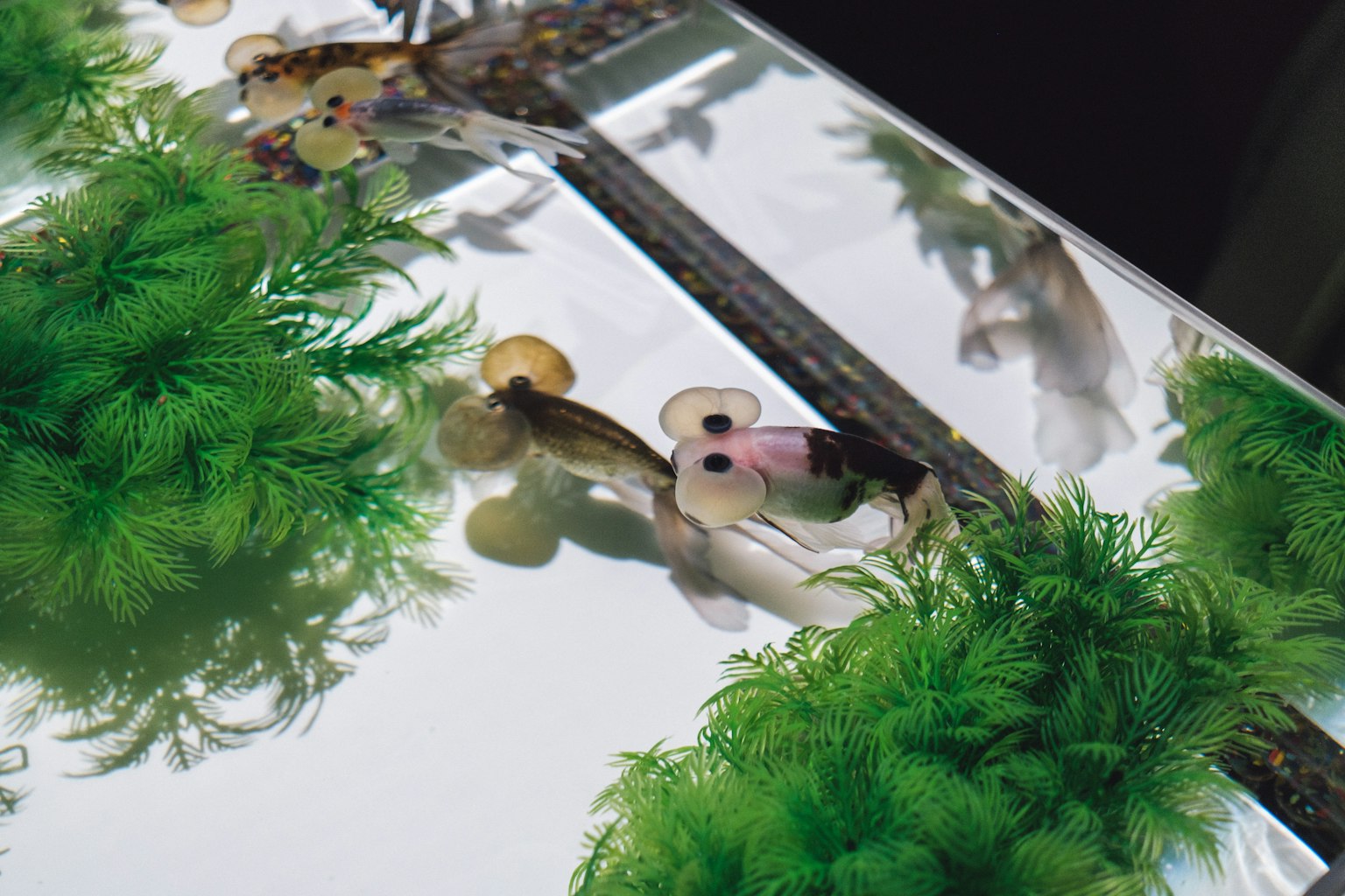 Kleine Fische in einem klaren Aquarium umgeben von grünen Wasserpflanzen