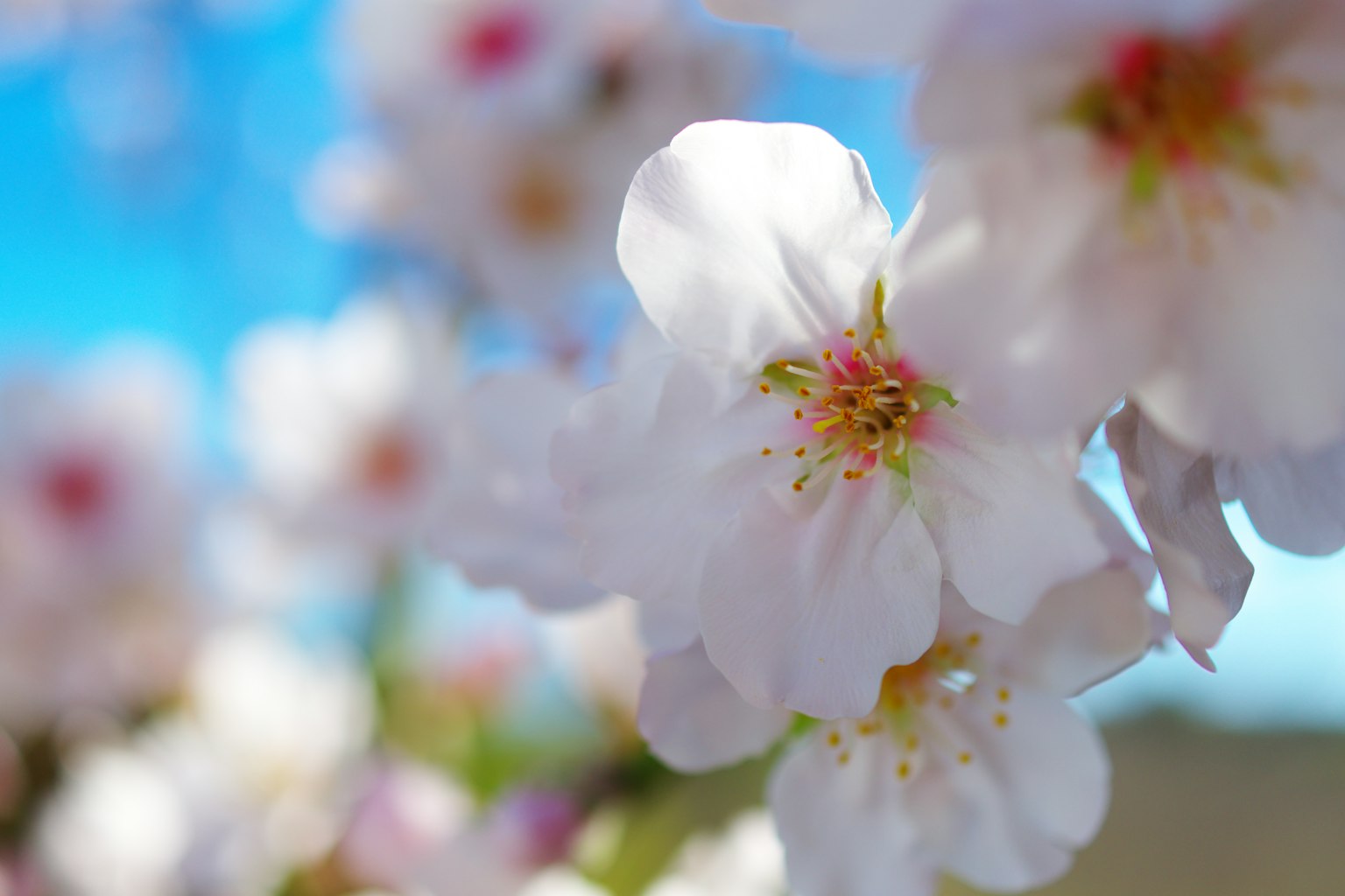Nahaufnahme von Kirschblüten gegen einen blauen Himmel