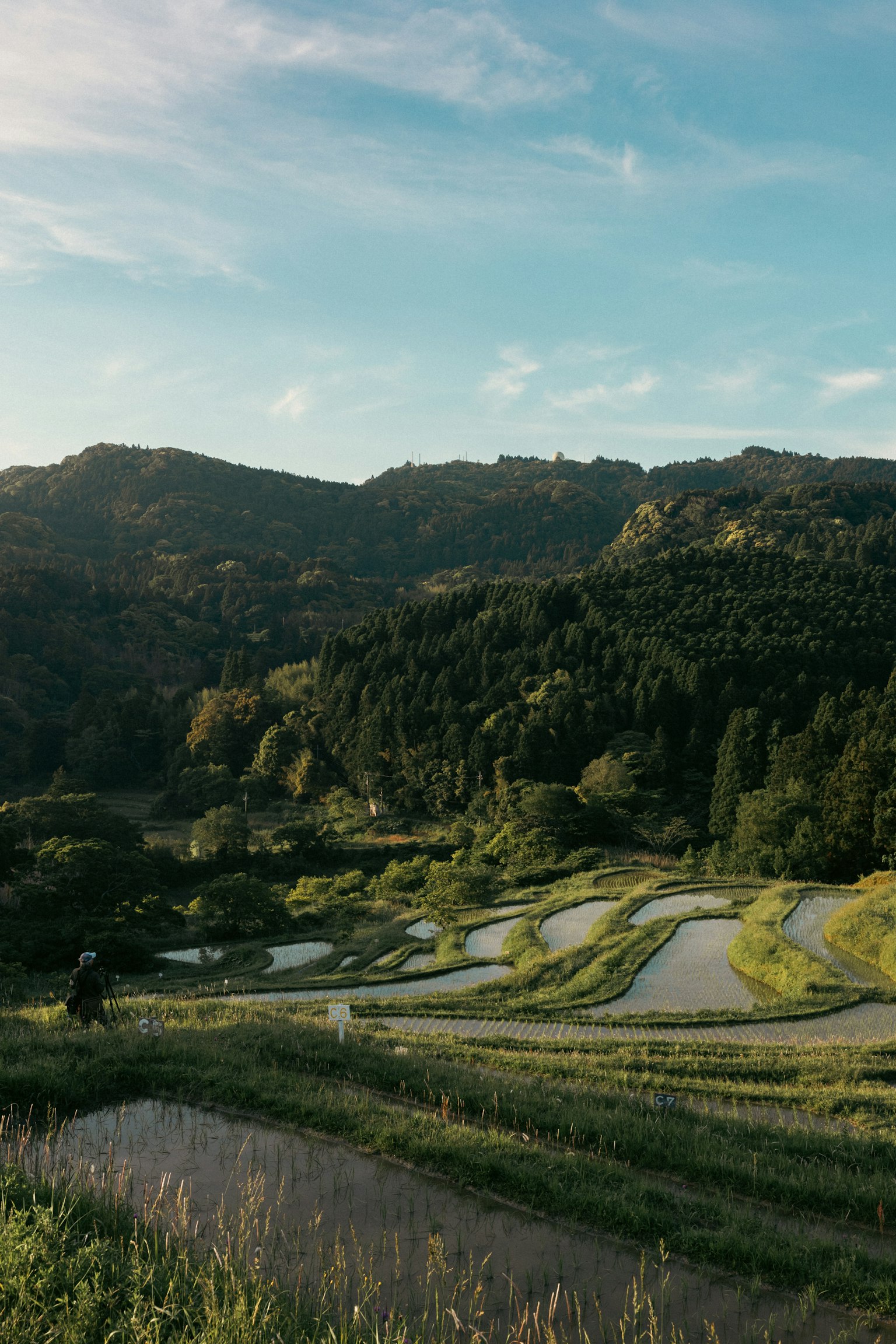 郁郁蔥蔥的稻田與背景中的山脈在藍天下
