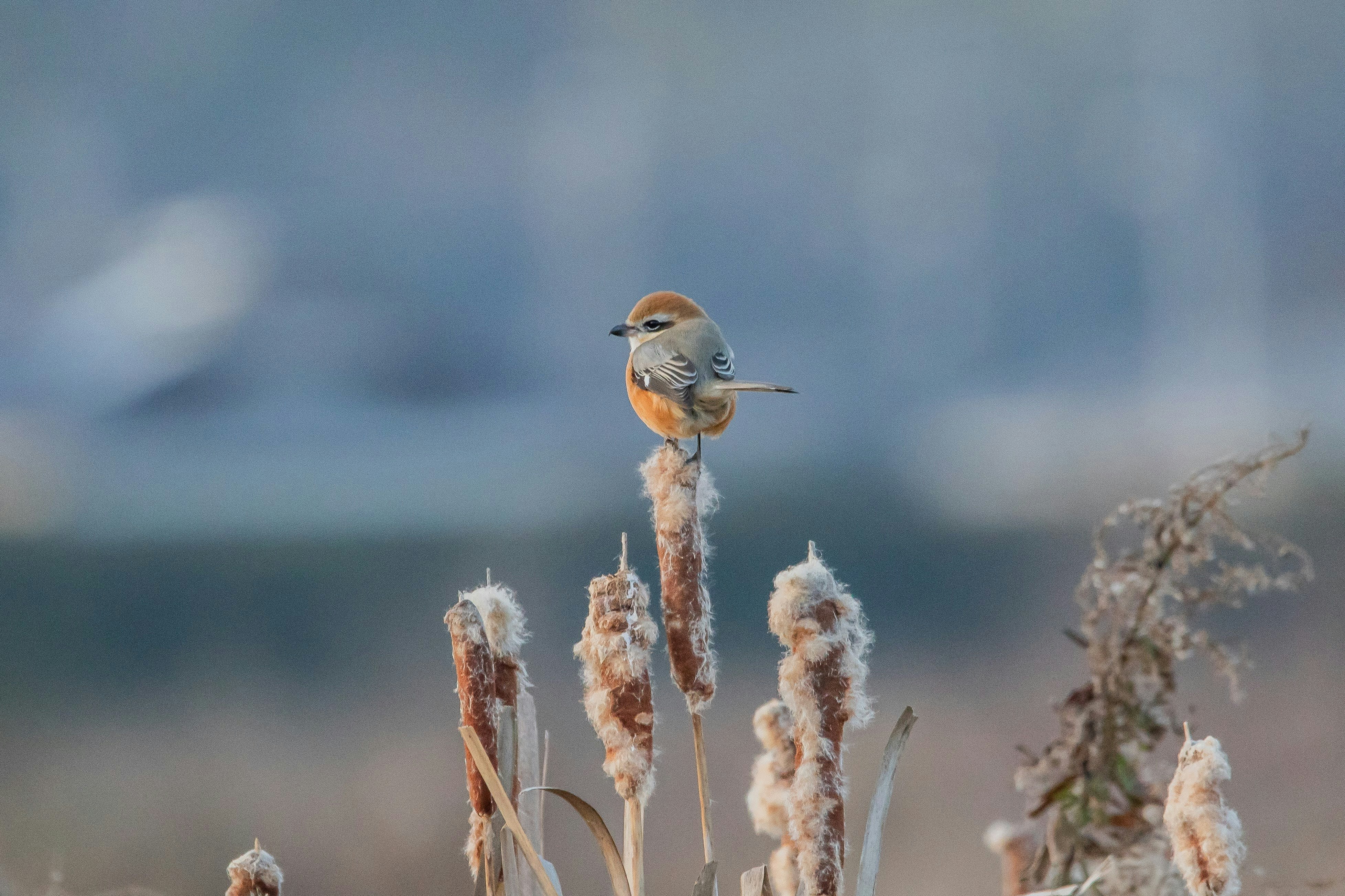 綿毛の穂にとまるモズの野鳥