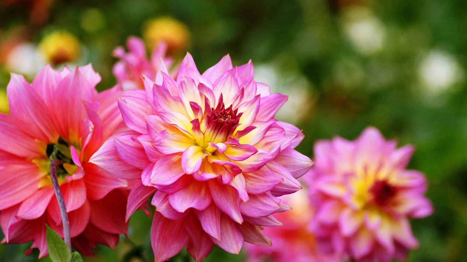 Fleurs de dahlias roses et jaunes éclatants en pleine floraison dans un jardin magnifique
