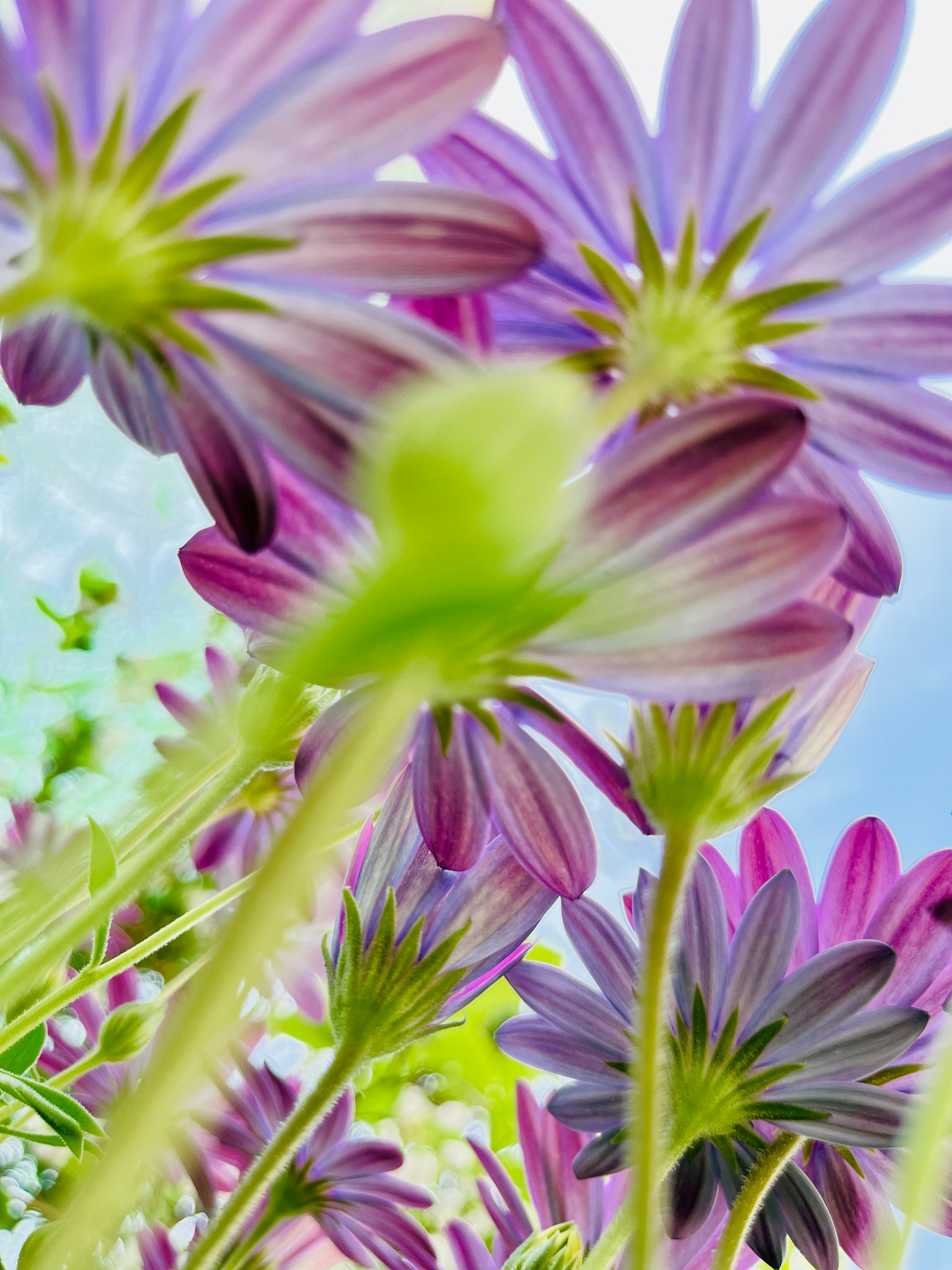 Primo piano di fiori viola vibranti in fiore