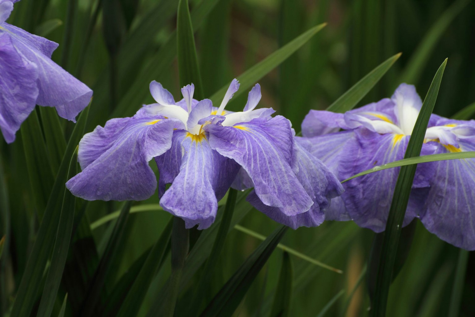Lila Irisblüten blühen zwischen grünen Blättern
